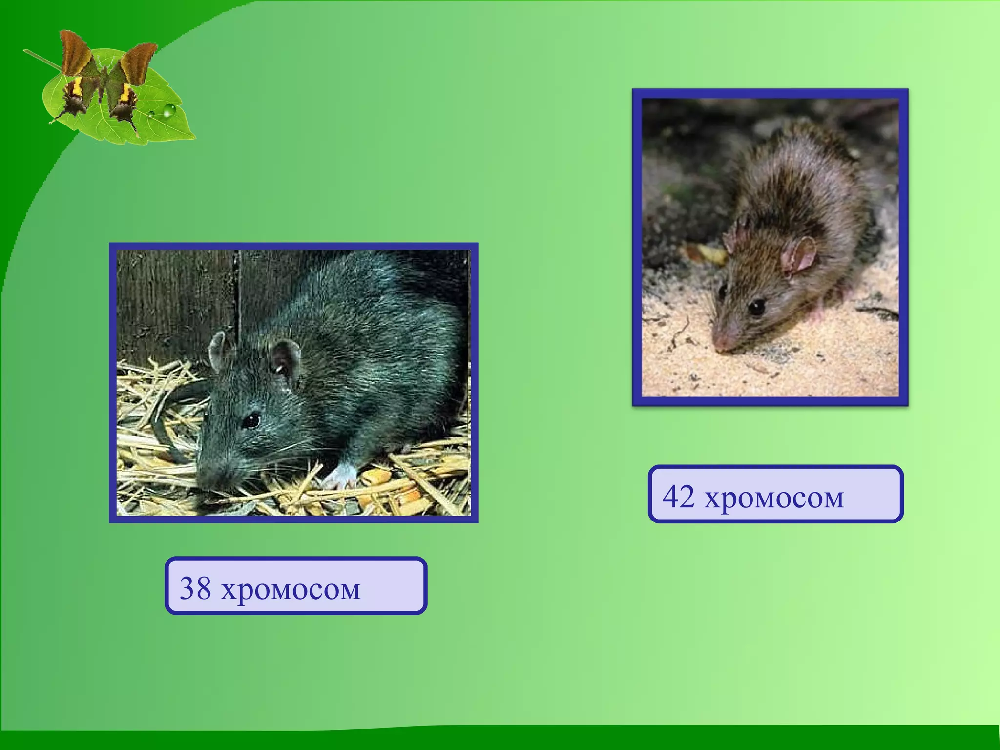 38 хромосом 42 хромосом 