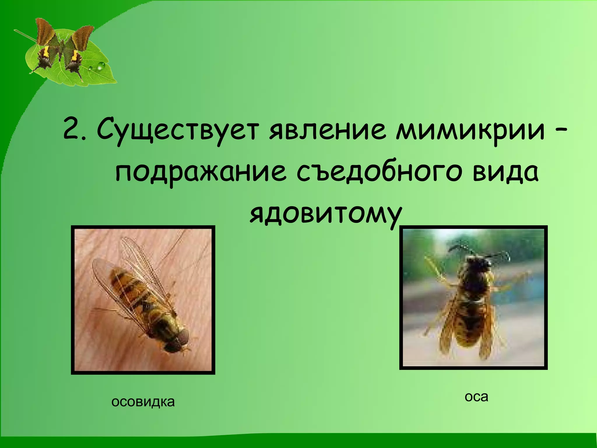 2. Существует явление мимикрии – подражание съедобного вида ядовитому осовидка оса 
