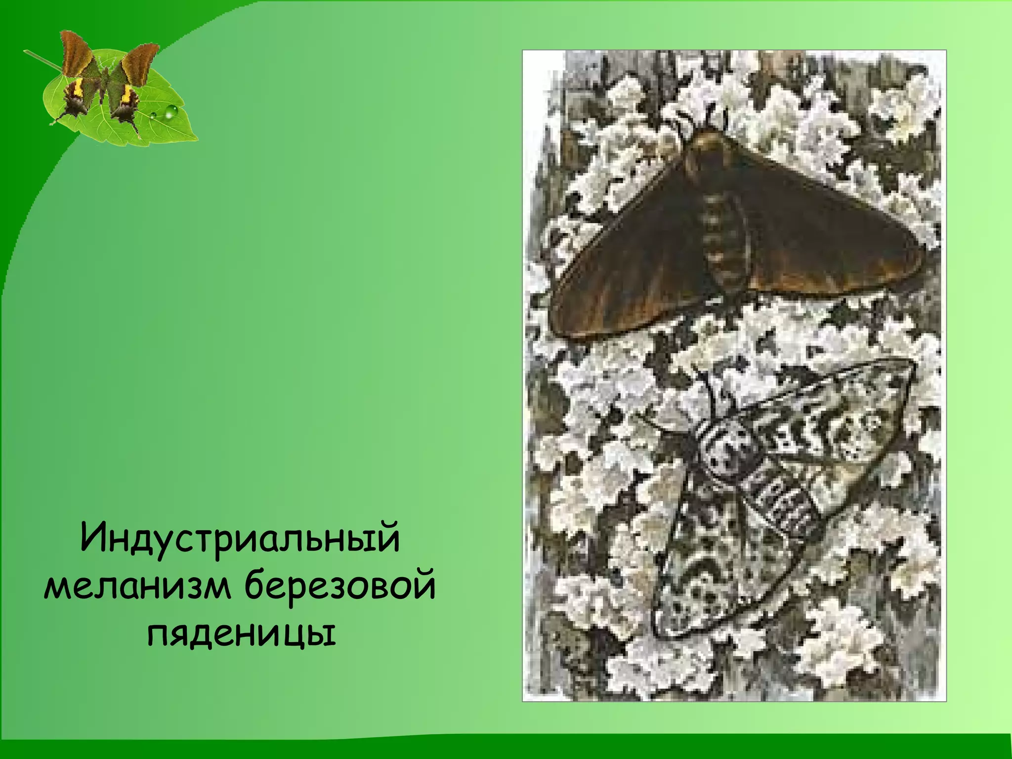 Индустриальный меланизм березовой пяденицы 