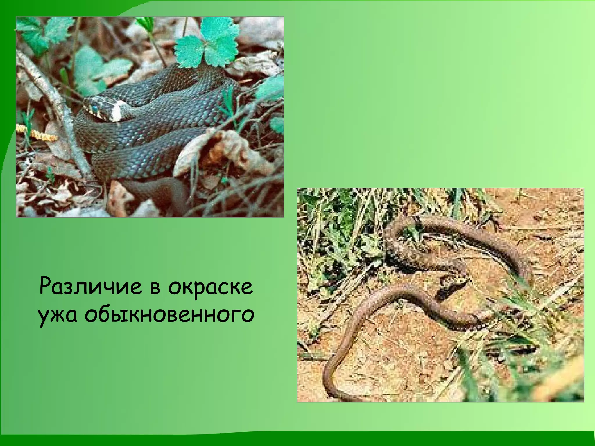 Различие в окраске ужа обыкновенного 