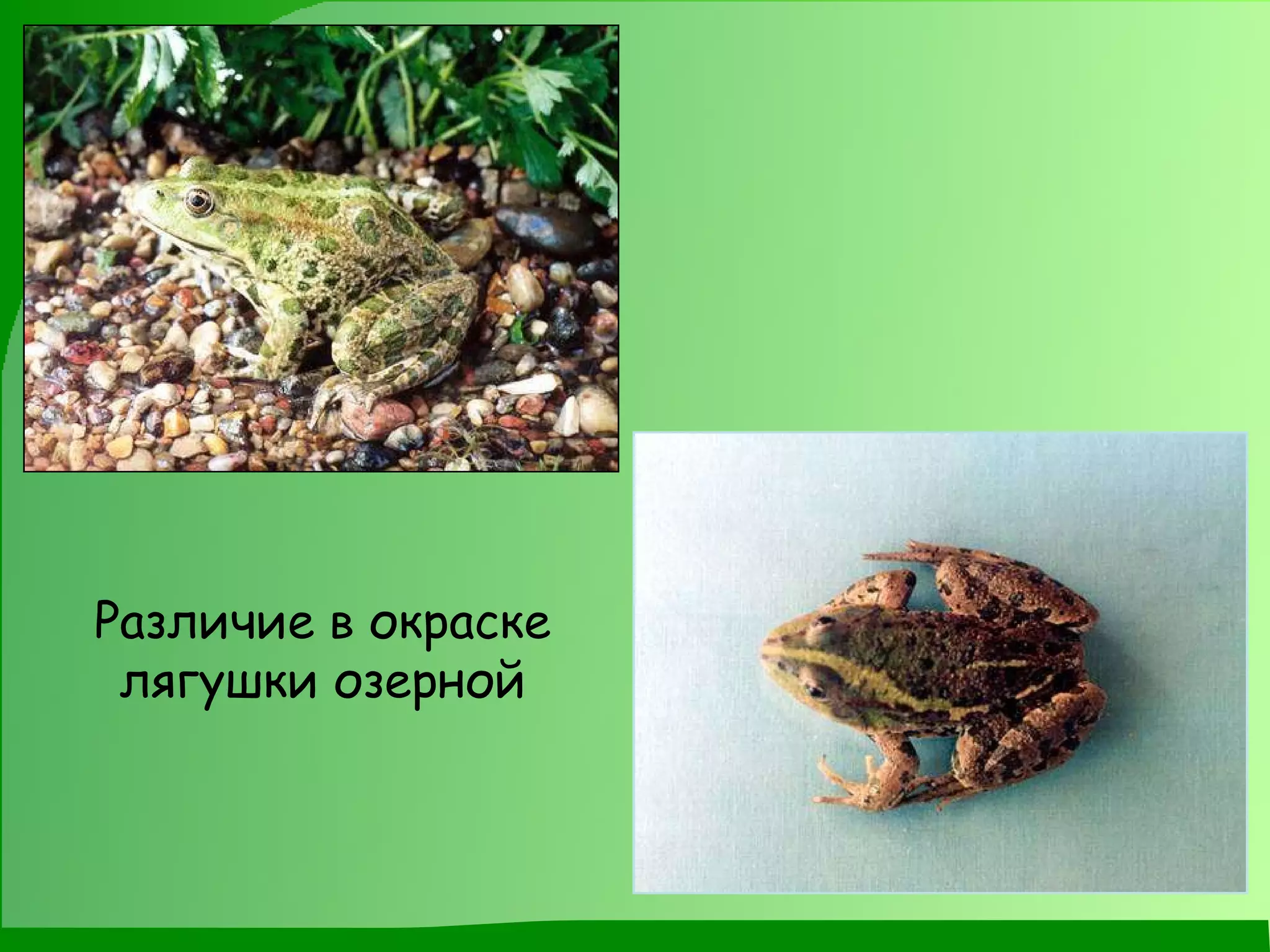 Различие в окраске лягушки озерной 