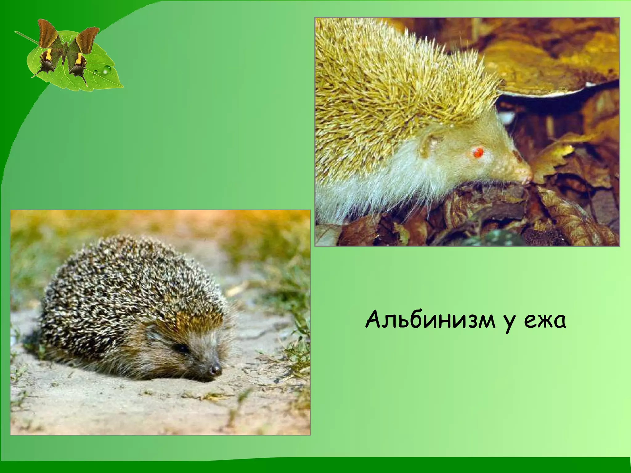 Альбинизм у ежа 