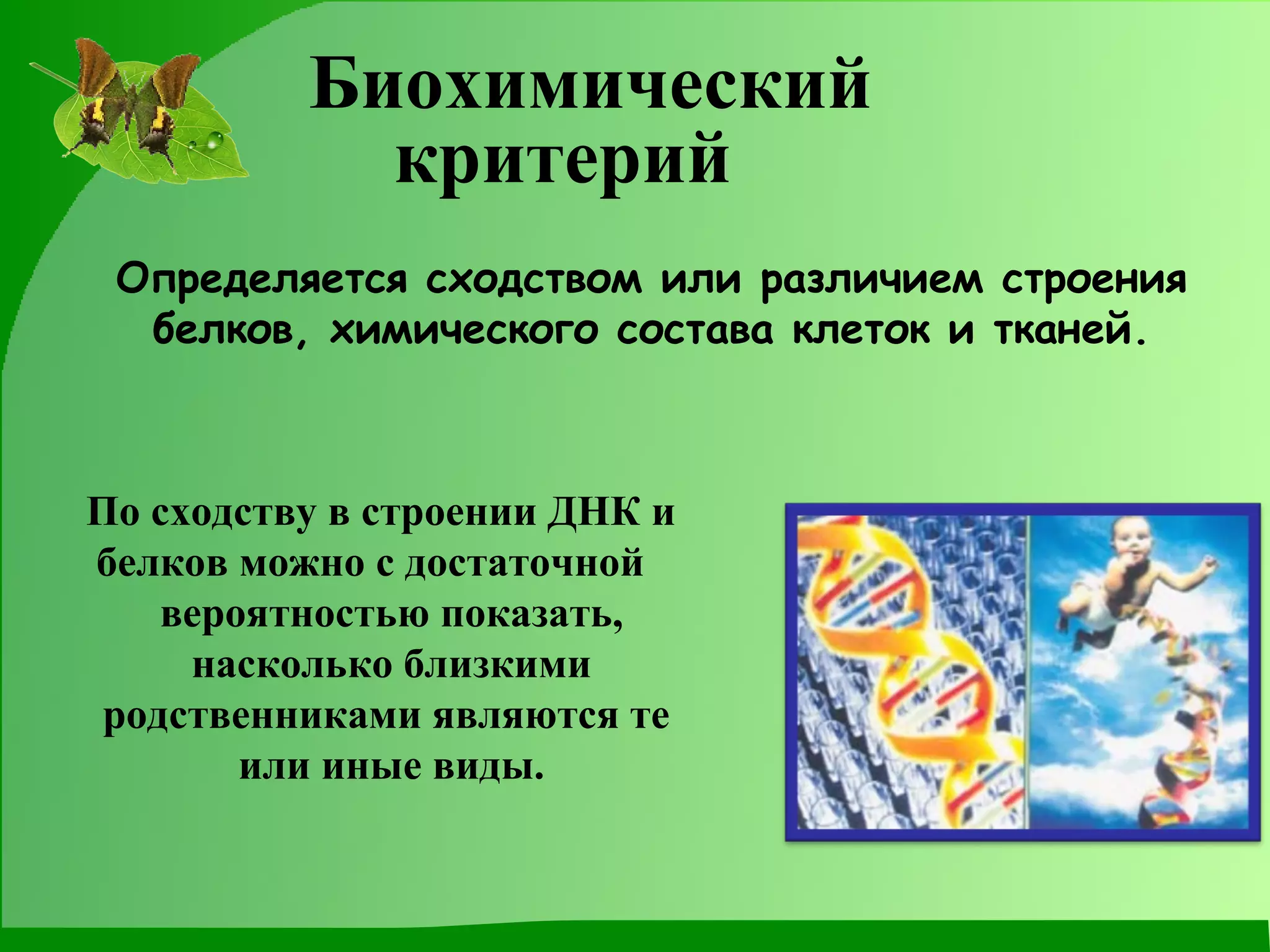 Биохимический критерий Определяется сходством или различием строения белков, химического состава клеток и тканей. По сходству в строении ДНК и  белков можно с достаточной  вероятностью показать, насколько близкими родственниками являются те  или иные виды. 