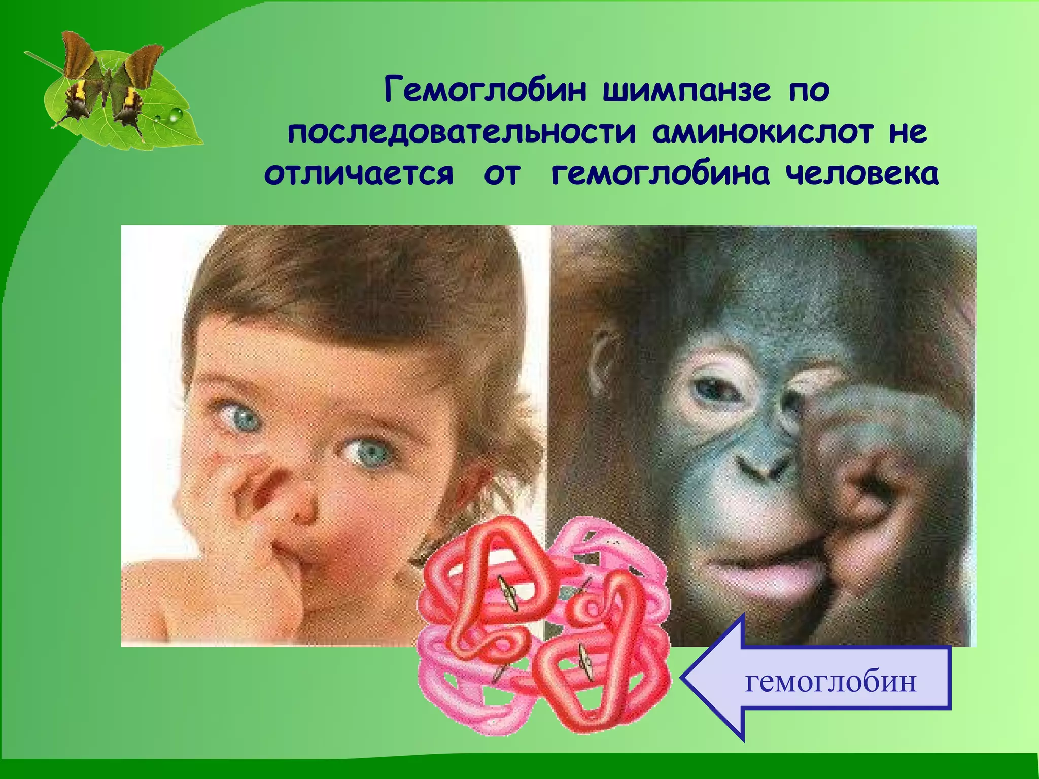 Гемоглобин шимпанзе по последовательности аминокислот не отличается  от  гемоглобина человека   гемоглобин 