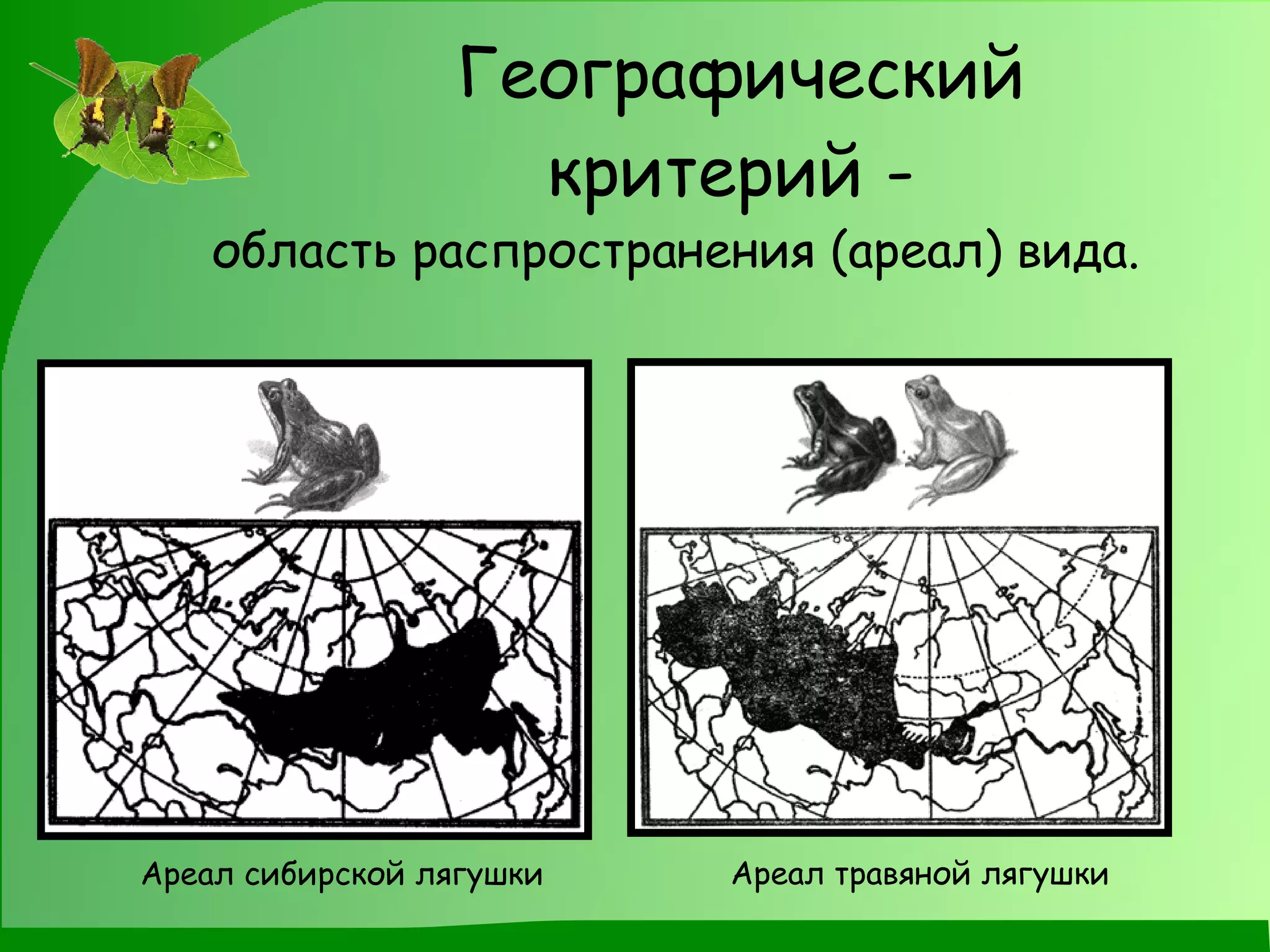Географический критерий -   область распространения (ареал) вида. Ареал сибирской лягушки Ареал травяной лягушки 