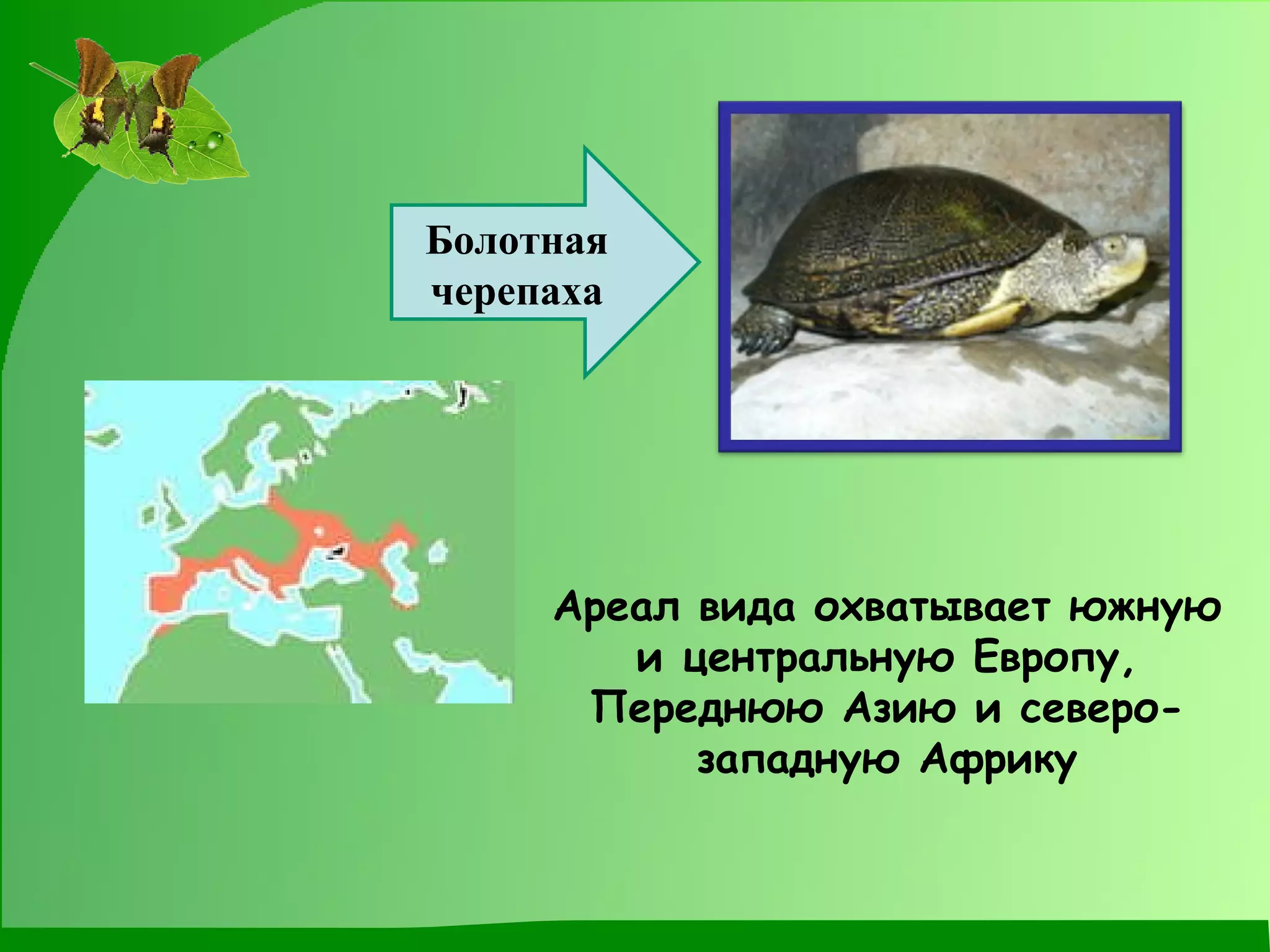 Ареал вида охватывает южную и центральную Европу, Переднюю Азию и северо-западную Африку Болотная черепаха 