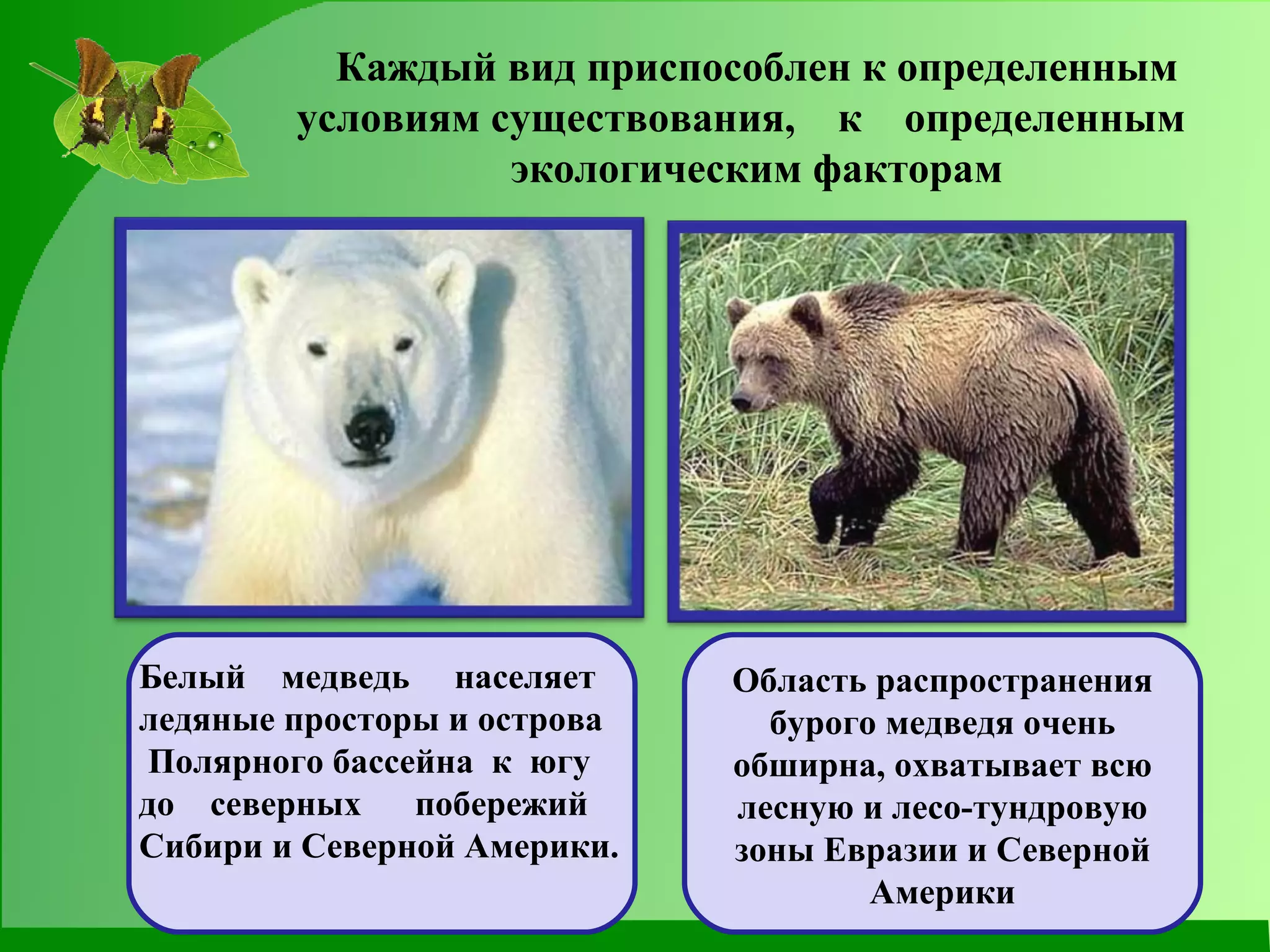Каждый вид приспособлен к определенным условиям существования,  к  определенным  экологическим факторам Белый  медведь  населяет  ледяные просторы и острова Полярного бассейна  к  югу  до  северных  побережий Сибири и Северной Америки. Область распространения бурого медведя очень обширна, охватывает всю лесную и лесо-тундровую зоны Евразии и Северной Америки 