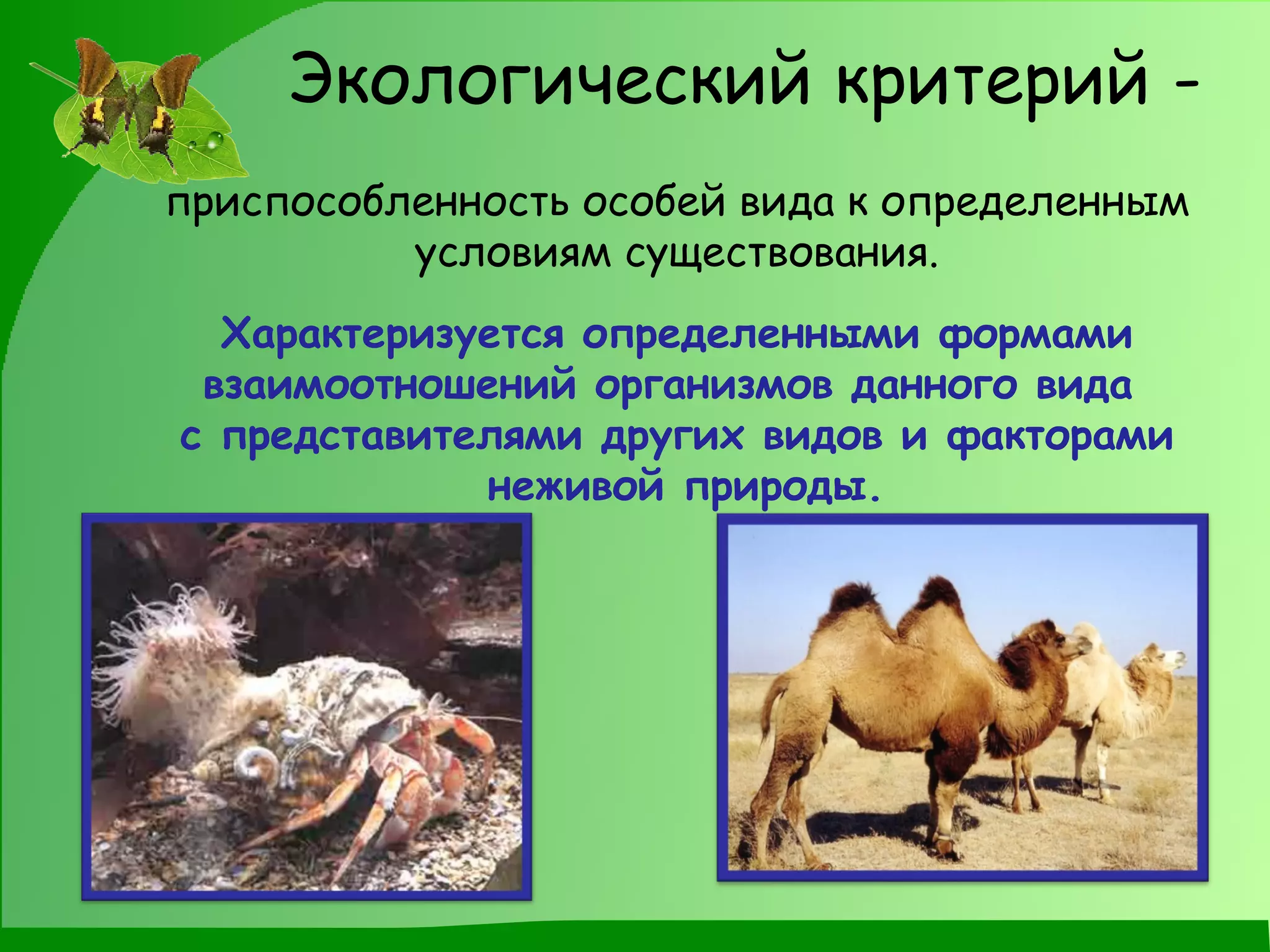 Экологический критерий - приспособленность особей вида к определенным условиям существования. Характеризуется определенными формами взаимоотношений организмов данного вида  с представителями других видов и факторами неживой природы. 