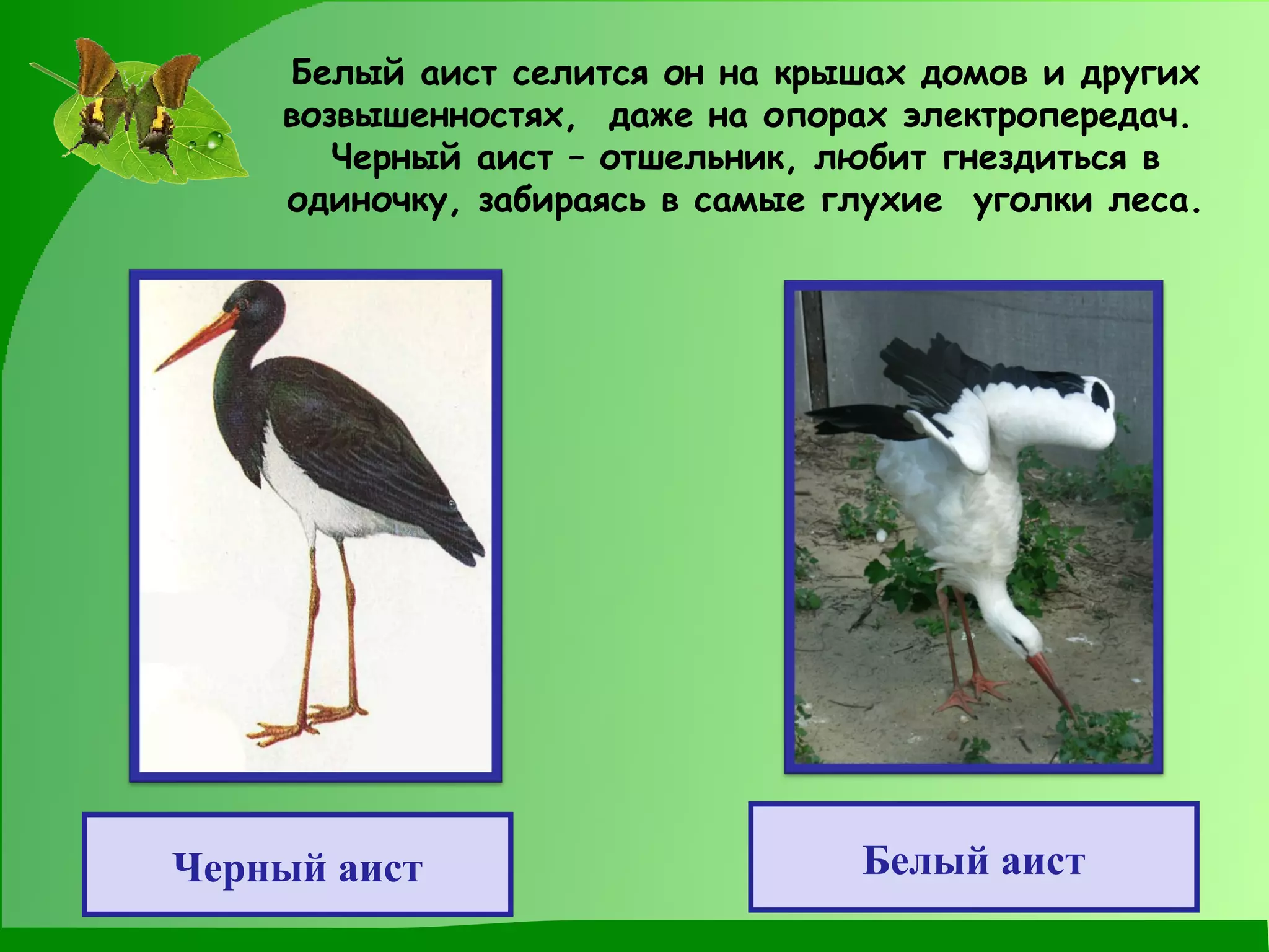 Черный аист Белый аист Белый аист селится он на крышах домов и других возвышенностях,  даже на опорах электропередач.  Черный аист – отшельник, любит гнездиться в одиночку, забираясь в самые глухие  уголки леса. 