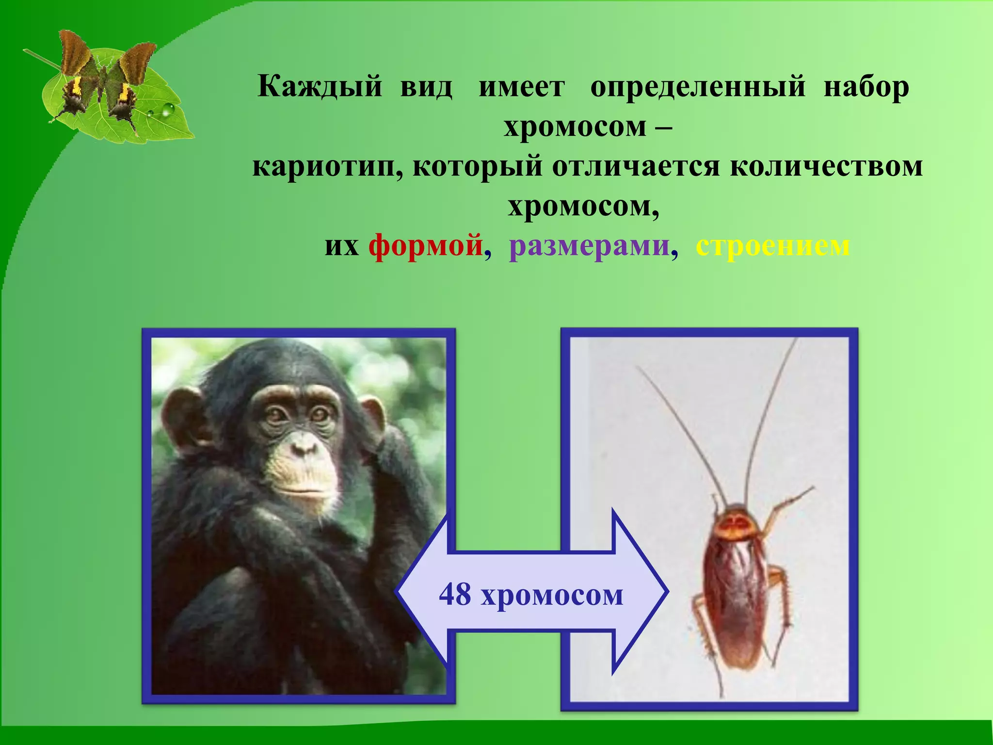 Каждый  вид  имеет  определенный  набор  хромосом – кариотип, который отличается количеством хромосом,  их   формой ,  размерами ,  строением 48 хромосом 