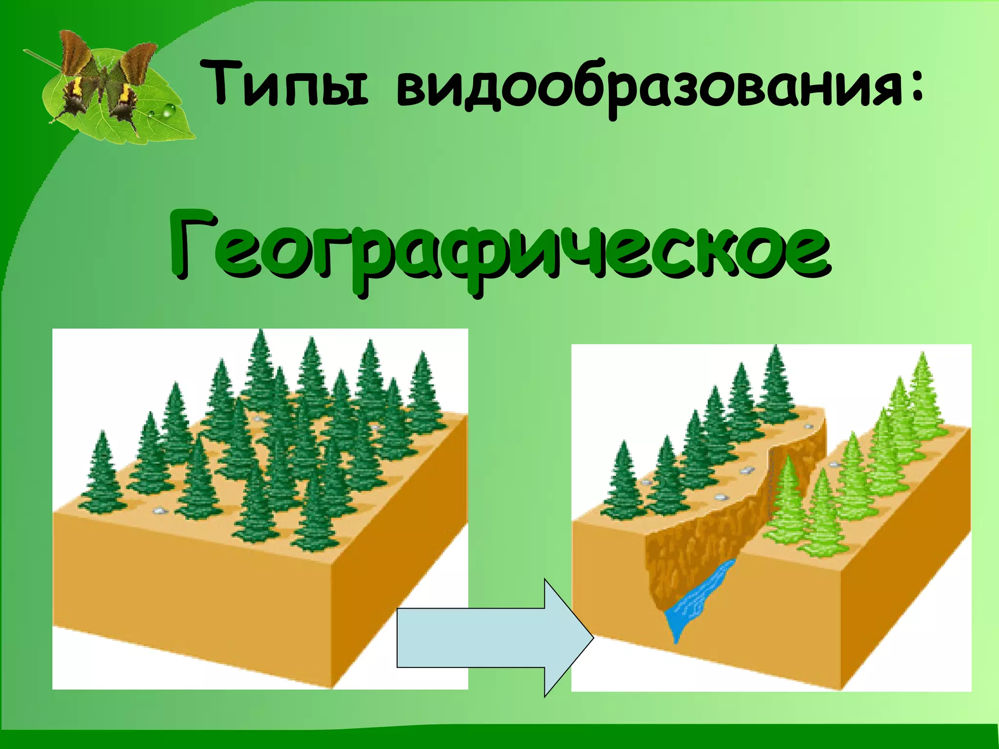 Типы видообразования: Географическое 