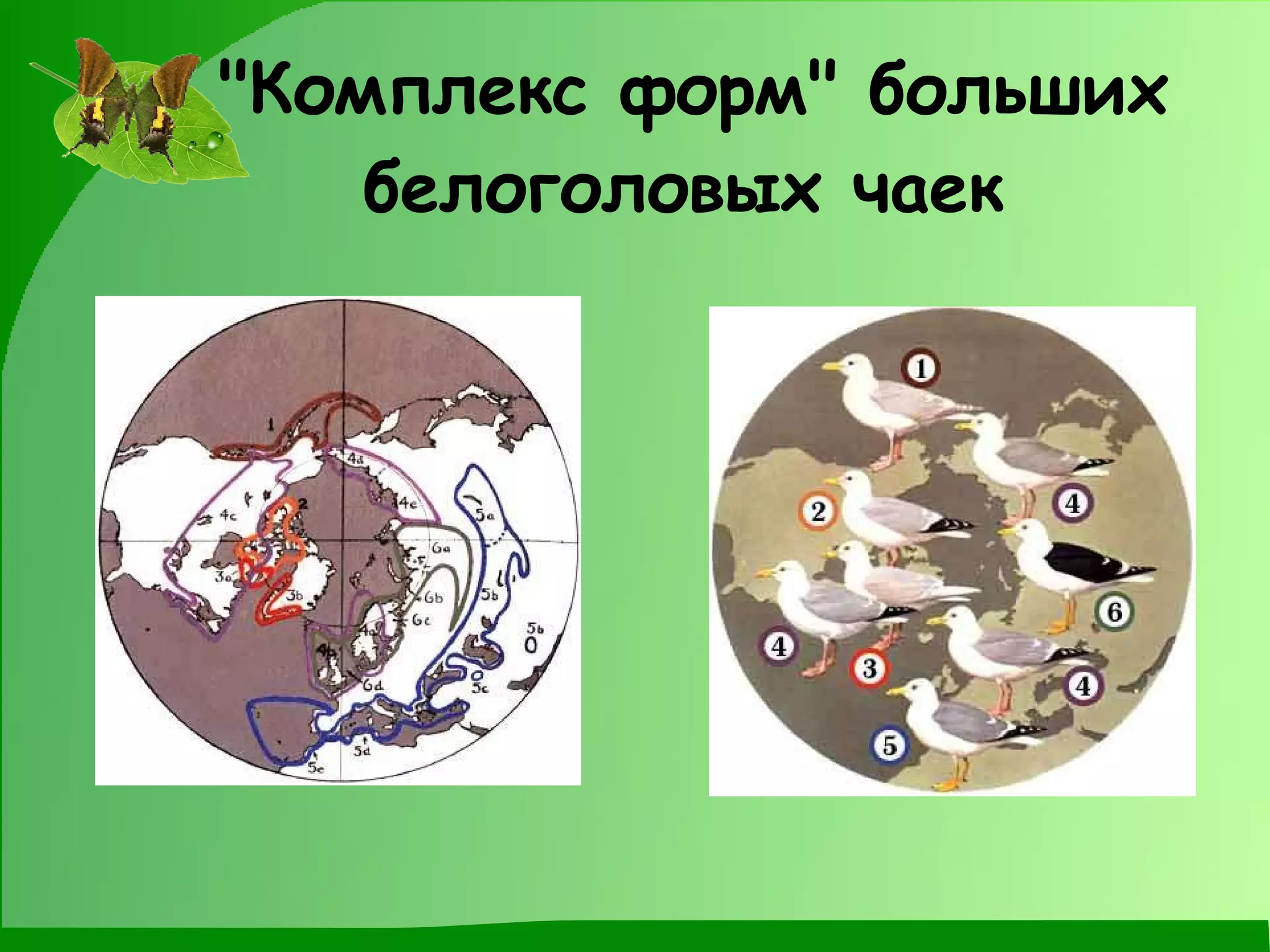 "Комплекс форм" больших белоголовых чаек   