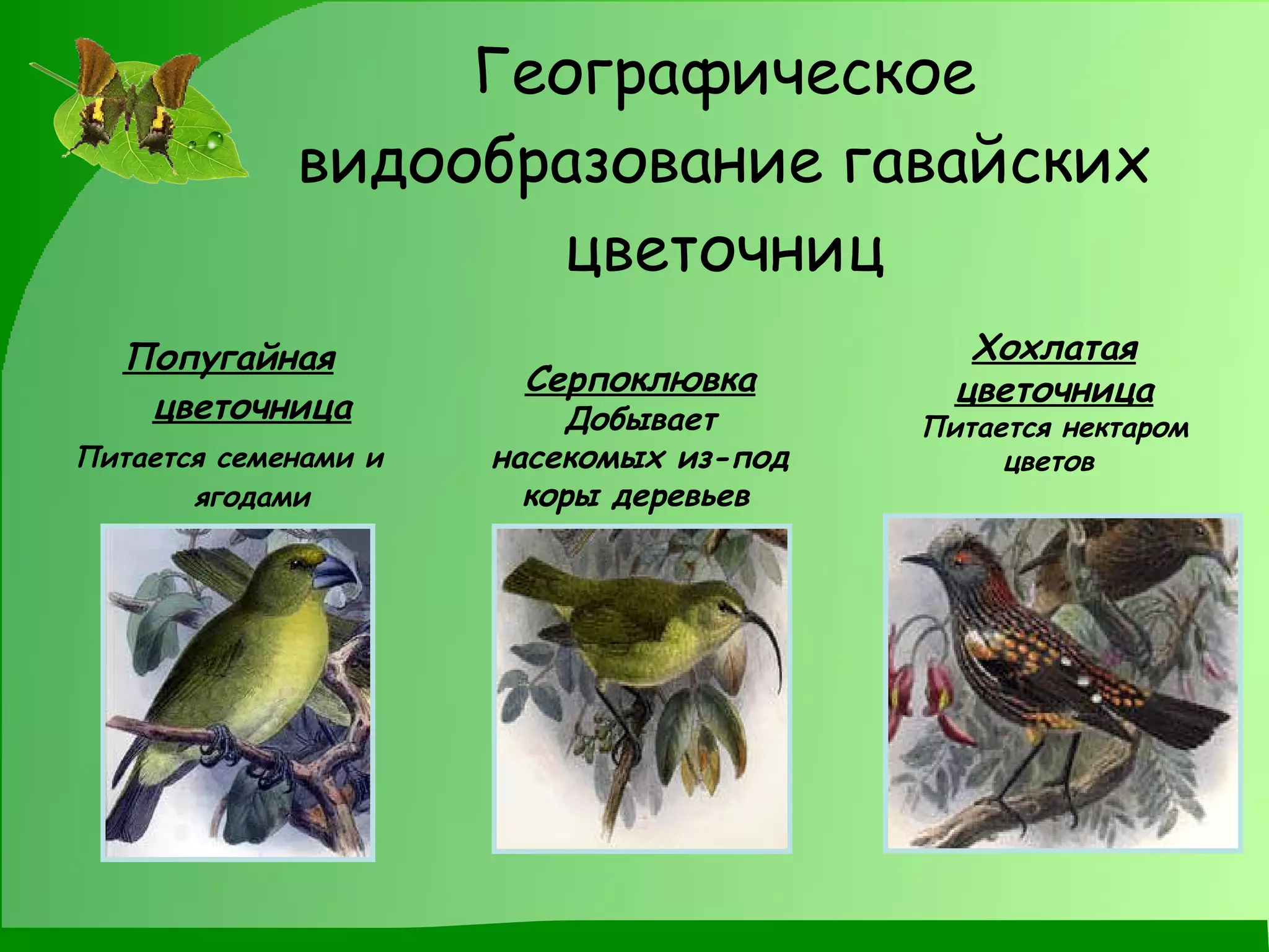 Географическое видообразование гавайских цветочниц Попугайная цветочница Питается семенами и ягодами Серпоклювка Добывает насекомых из-под коры деревьев   Хохлатая цветочница   Питается нектаром цветов   