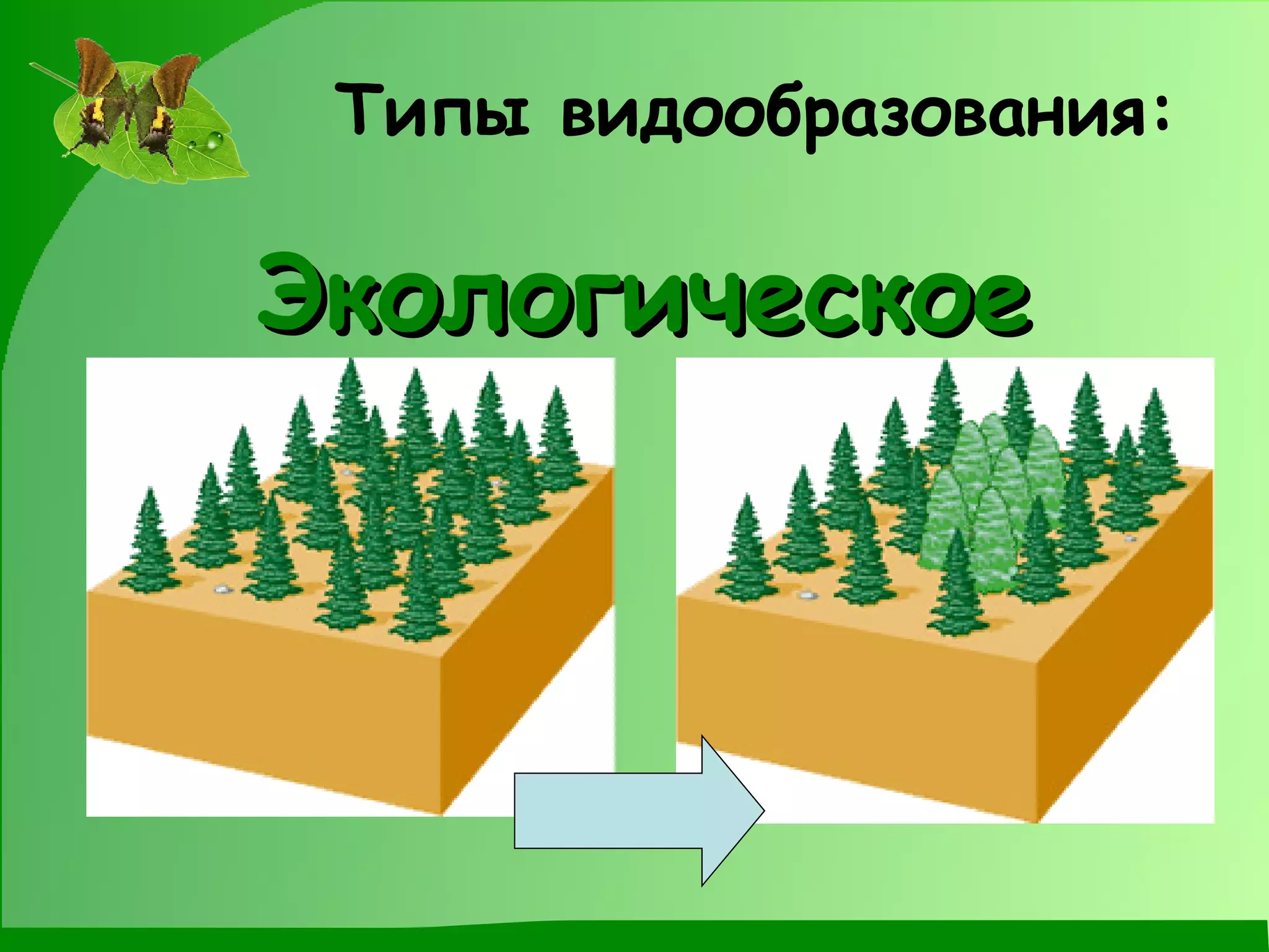 Типы видообразования: Экологическое 