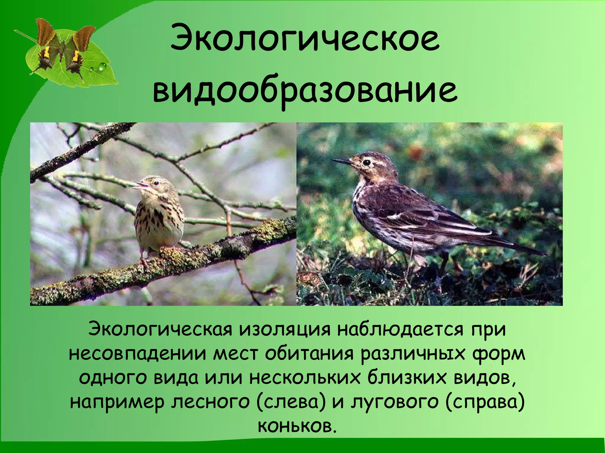 Экологическое видообразование Экологическая изоляция наблюдается при несовпадении мест обитания различных форм одного вида или нескольких близких видов, например лесного (слева) и лугового (справа) коньков. 
