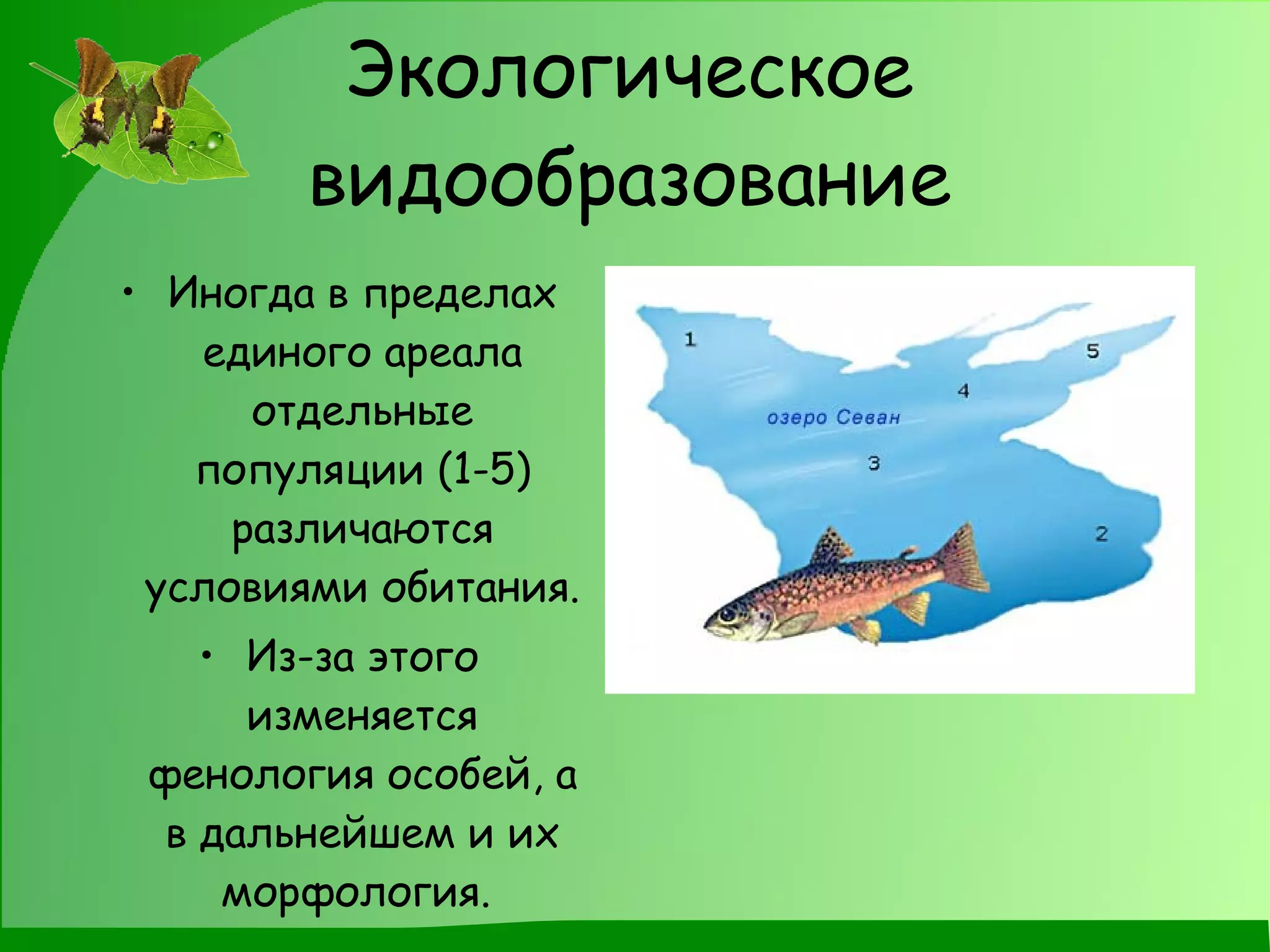 Экологическое видообразование Иногда в пределах единого ареала отдельные популяции (1-5) различаются условиями обитания. Из-за этого изменяется фенология особей, а в дальнейшем и их морфология.  