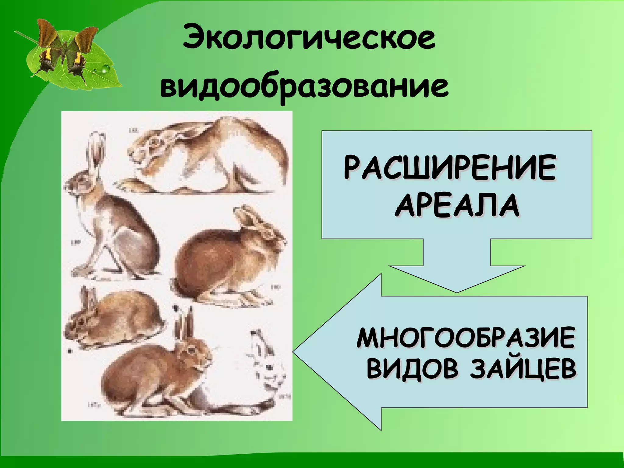 Экологическое видообразование   РАСШИРЕНИЕ  АРЕАЛА МНОГООБРАЗИЕ  ВИДОВ ЗАЙЦЕВ 
