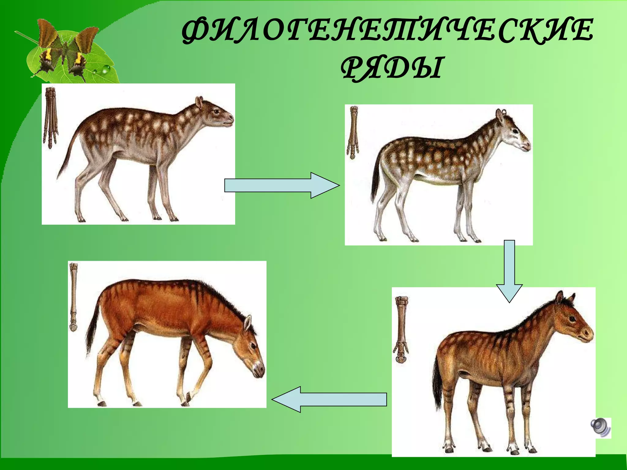 ФИЛОГЕНЕТИЧЕСКИЕ  РЯДЫ 