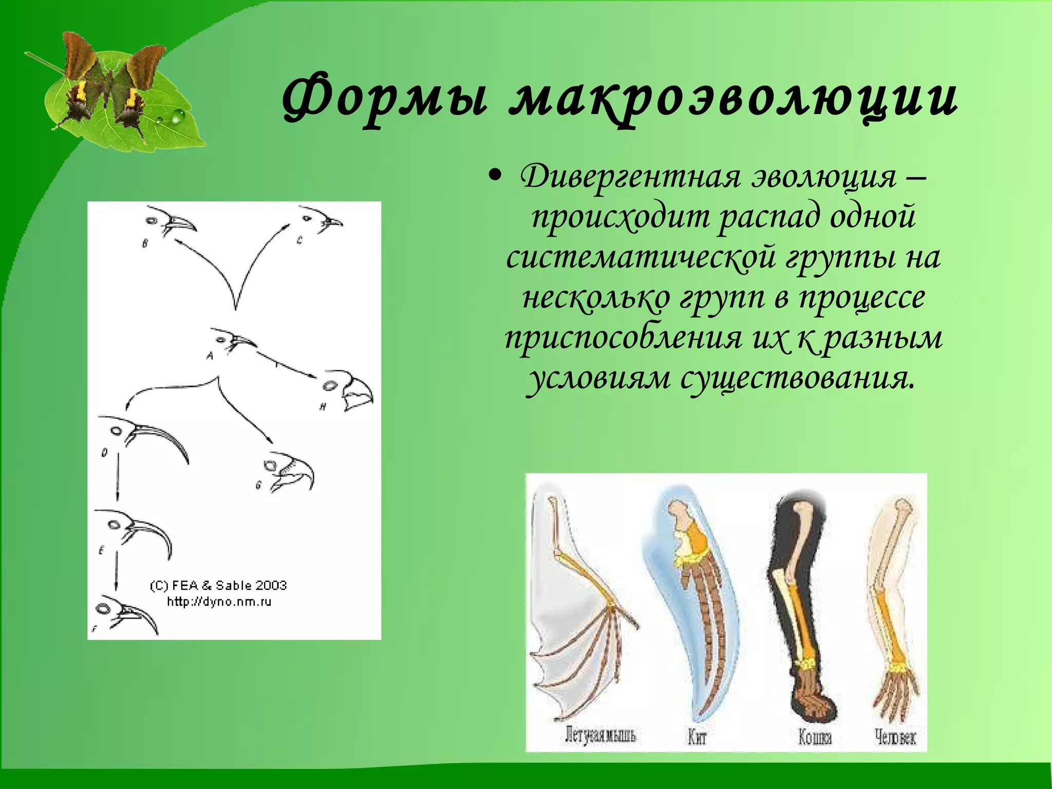 Формы макроэволюции Дивергентная эволюция – происходит распад одной систематической группы на несколько групп в процессе приспособления их к разным условиям существования. 