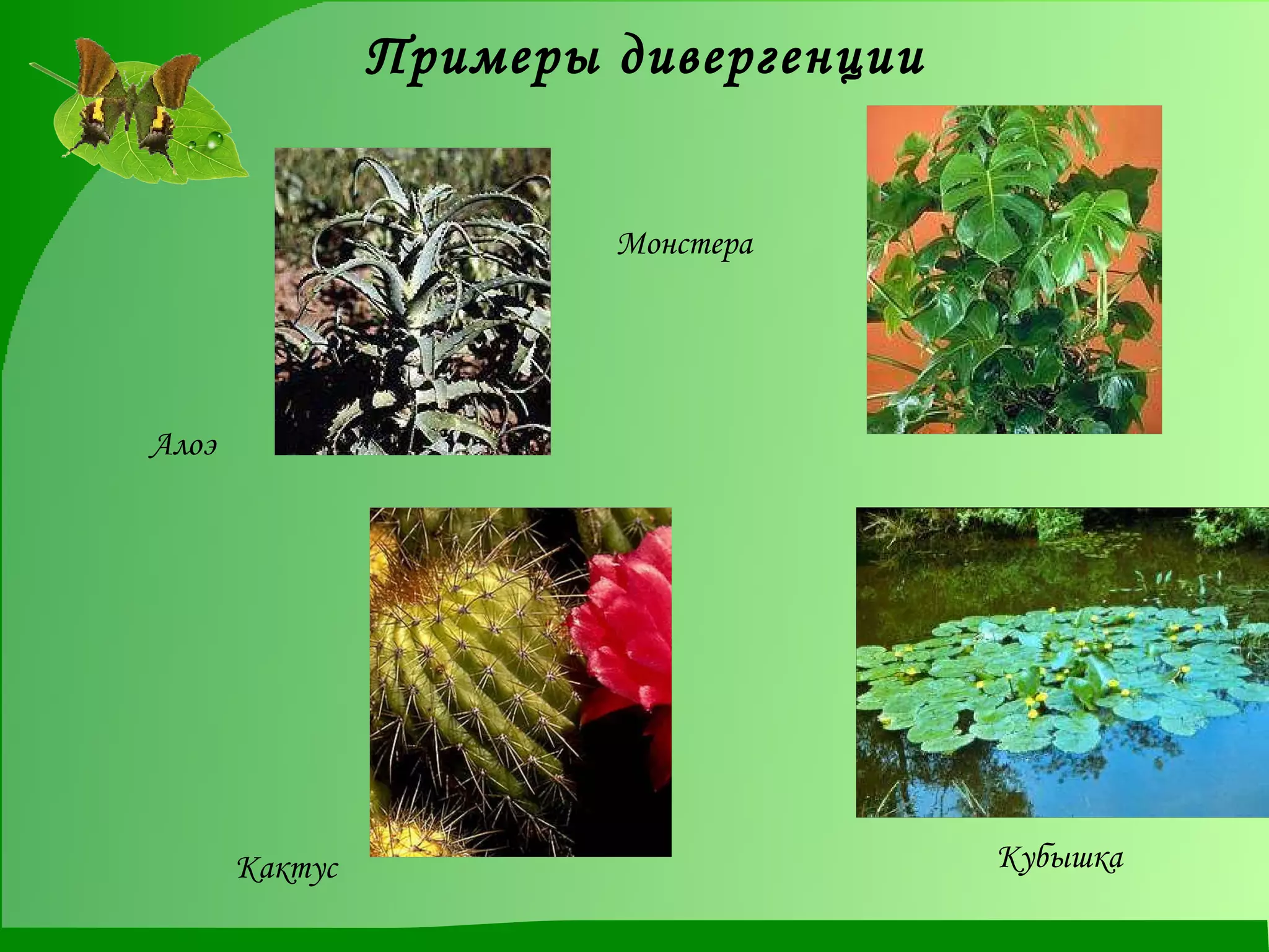 Примеры дивергенции Алоэ  Кактус  Монстера  Кубышка  