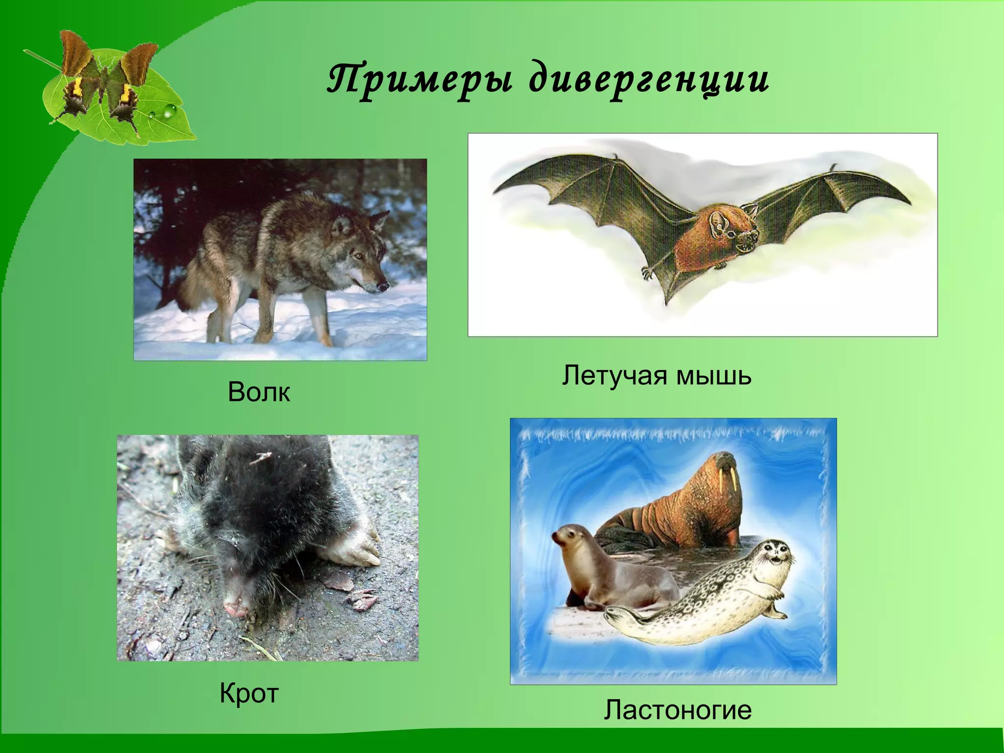 Примеры дивергенции Ластоногие  Крот  Волк  Летучая мышь  