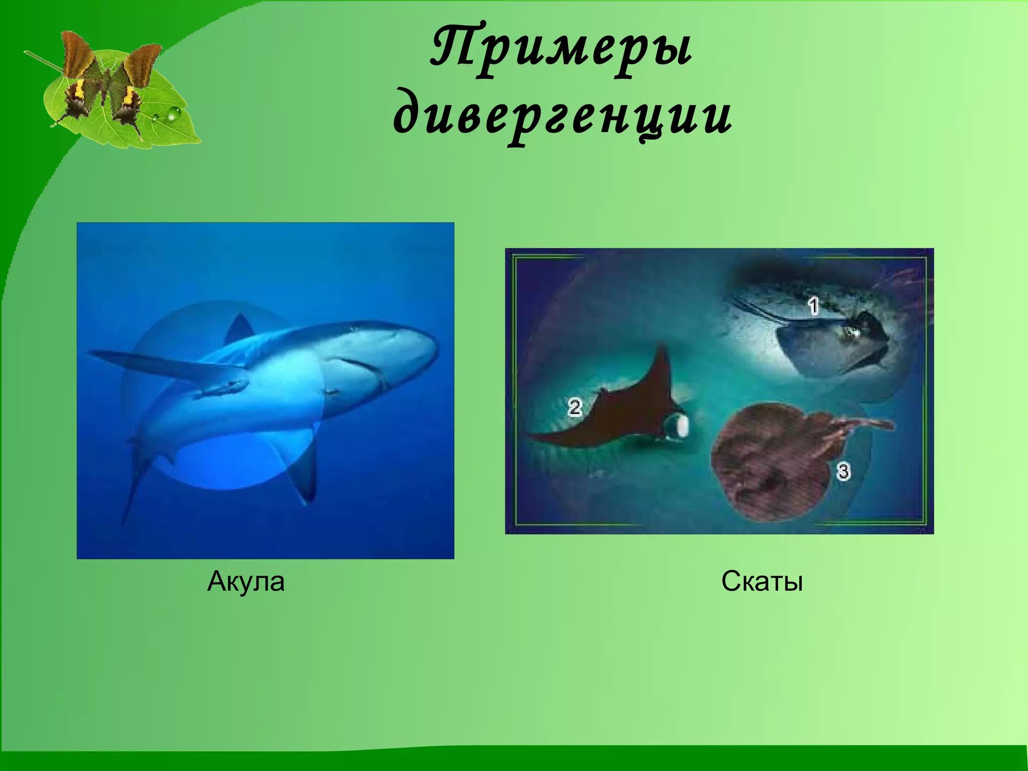 Примеры дивергенции Акула Скаты 