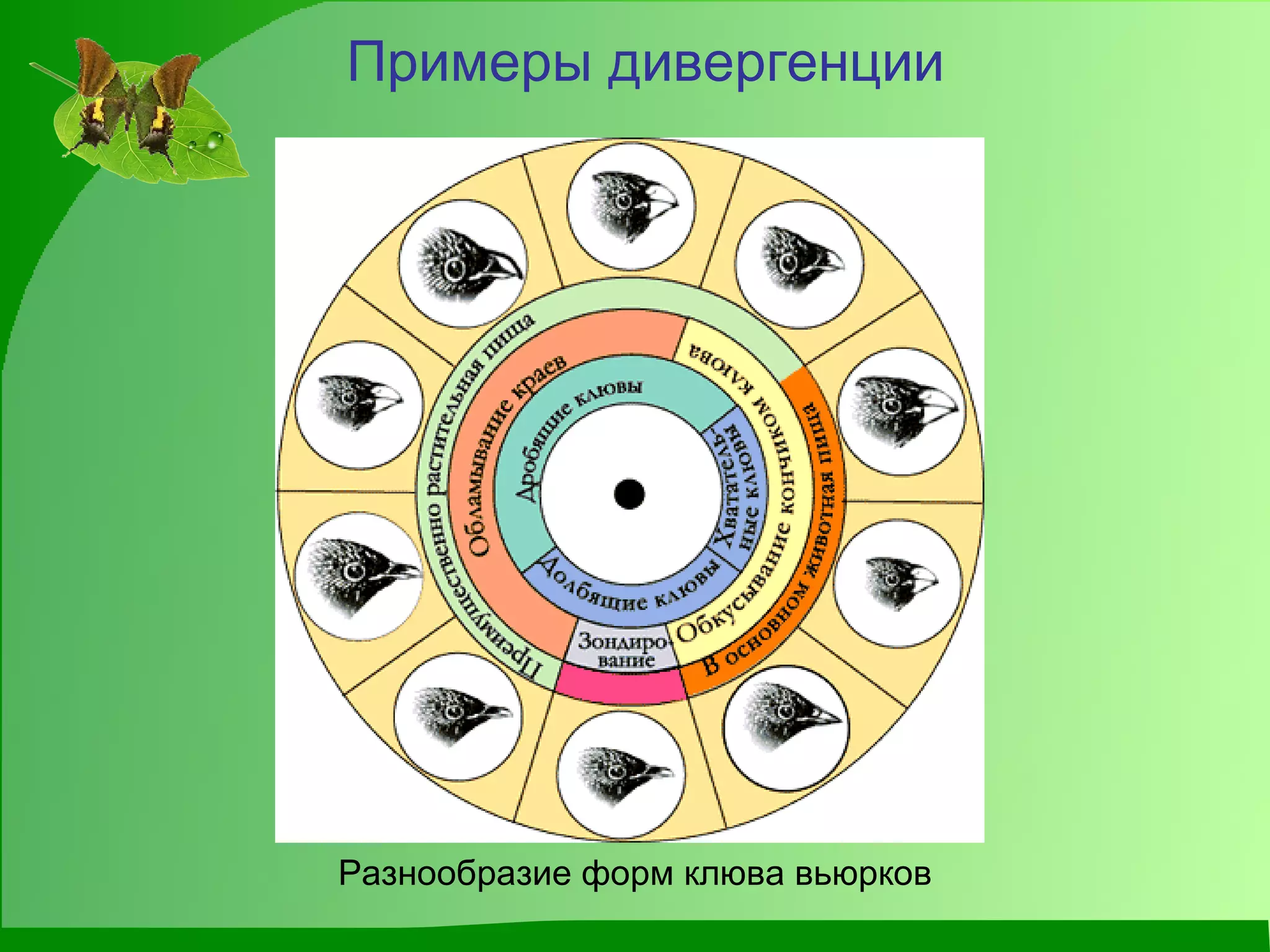 Разнообразие форм клюва вьюрков Примеры дивергенции 