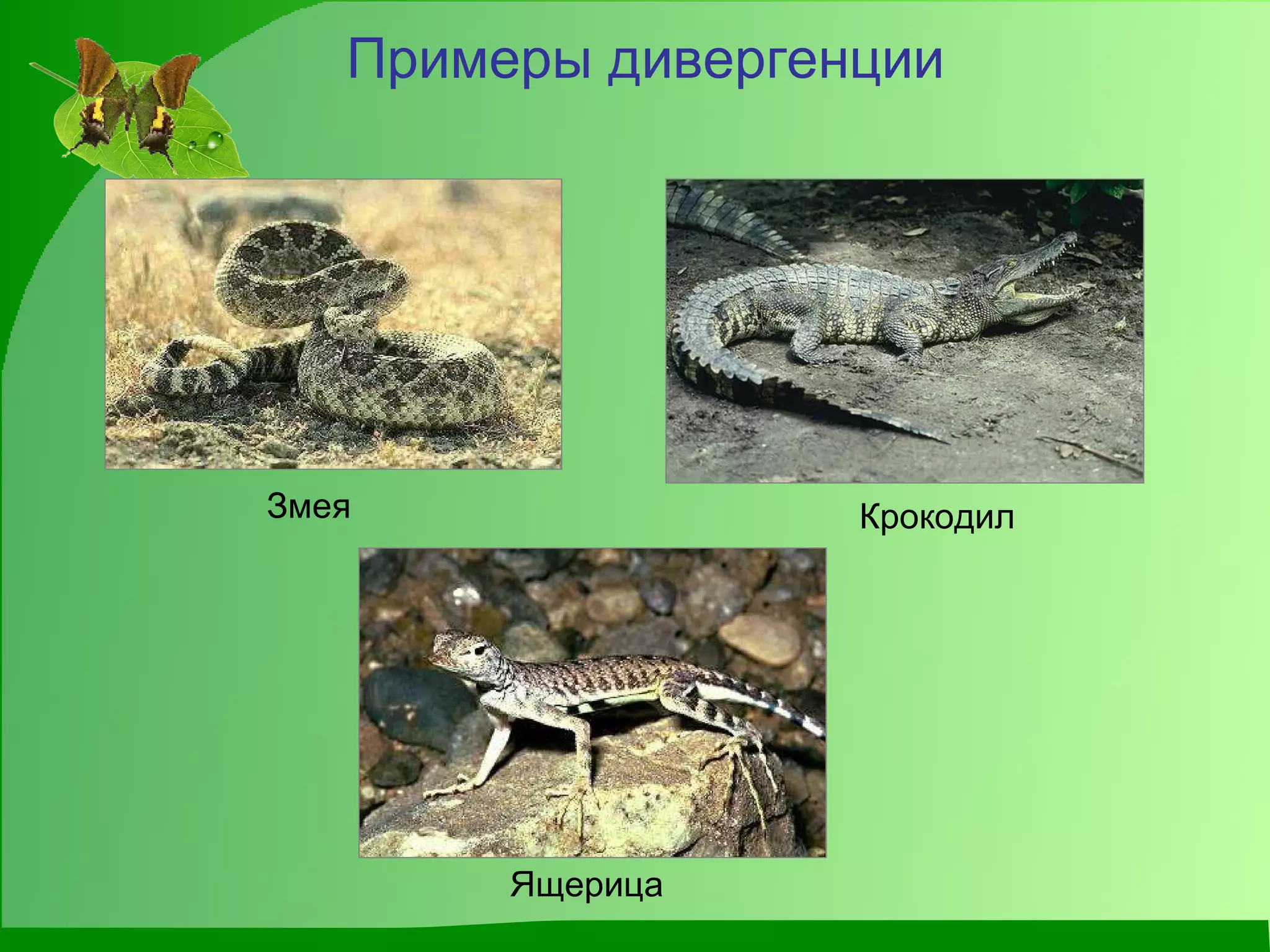 Примеры дивергенции Змея  Крокодил  Ящерица  