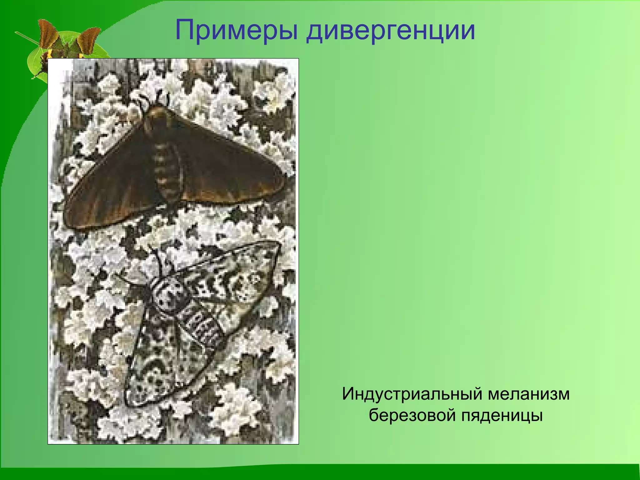 Примеры дивергенции Индустриальный меланизм березовой пяденицы 