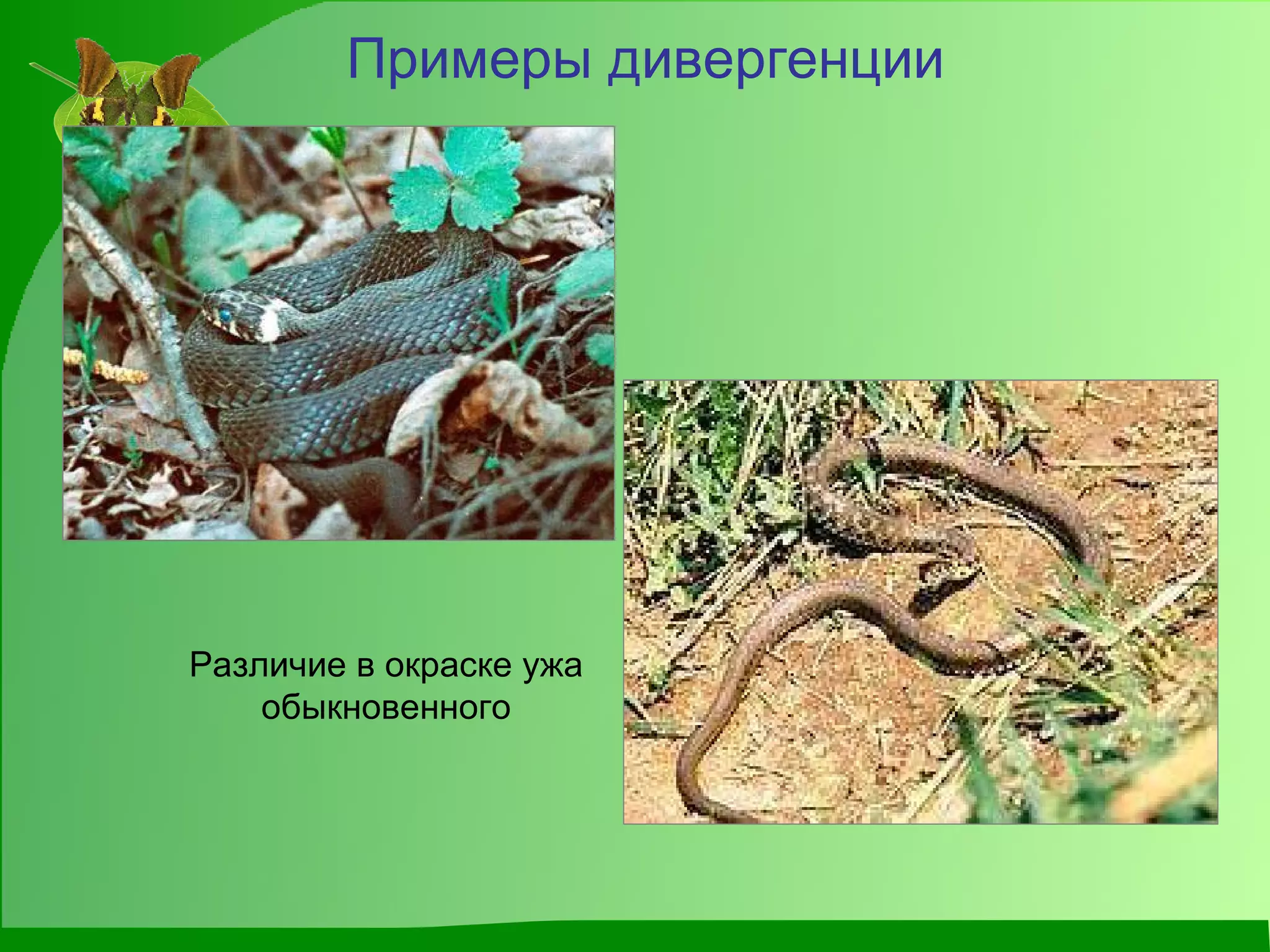 Примеры дивергенции Различие в окраске ужа обыкновенного 