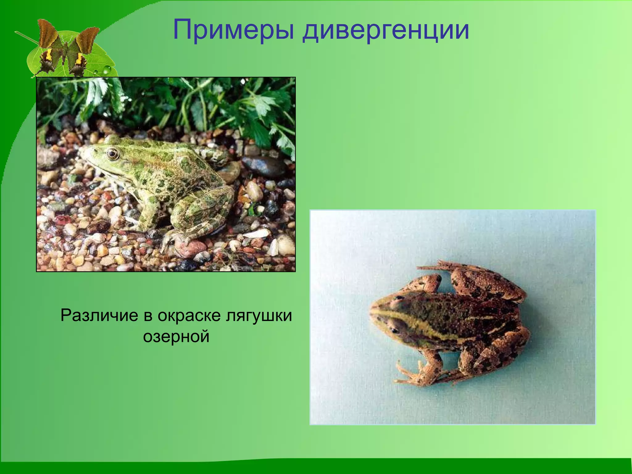 Примеры дивергенции Различие в окраске лягушки озерной 