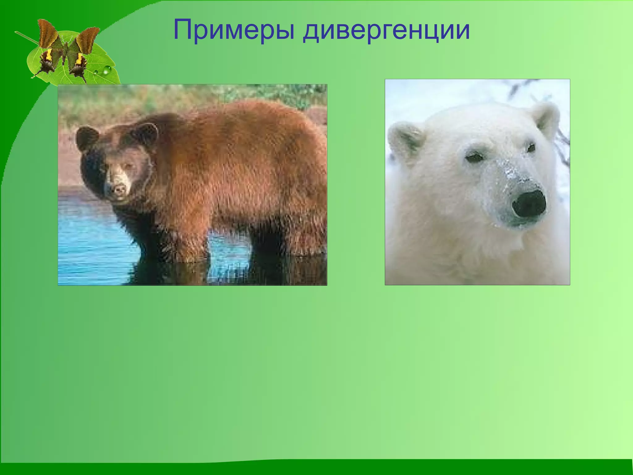 Примеры дивергенции 