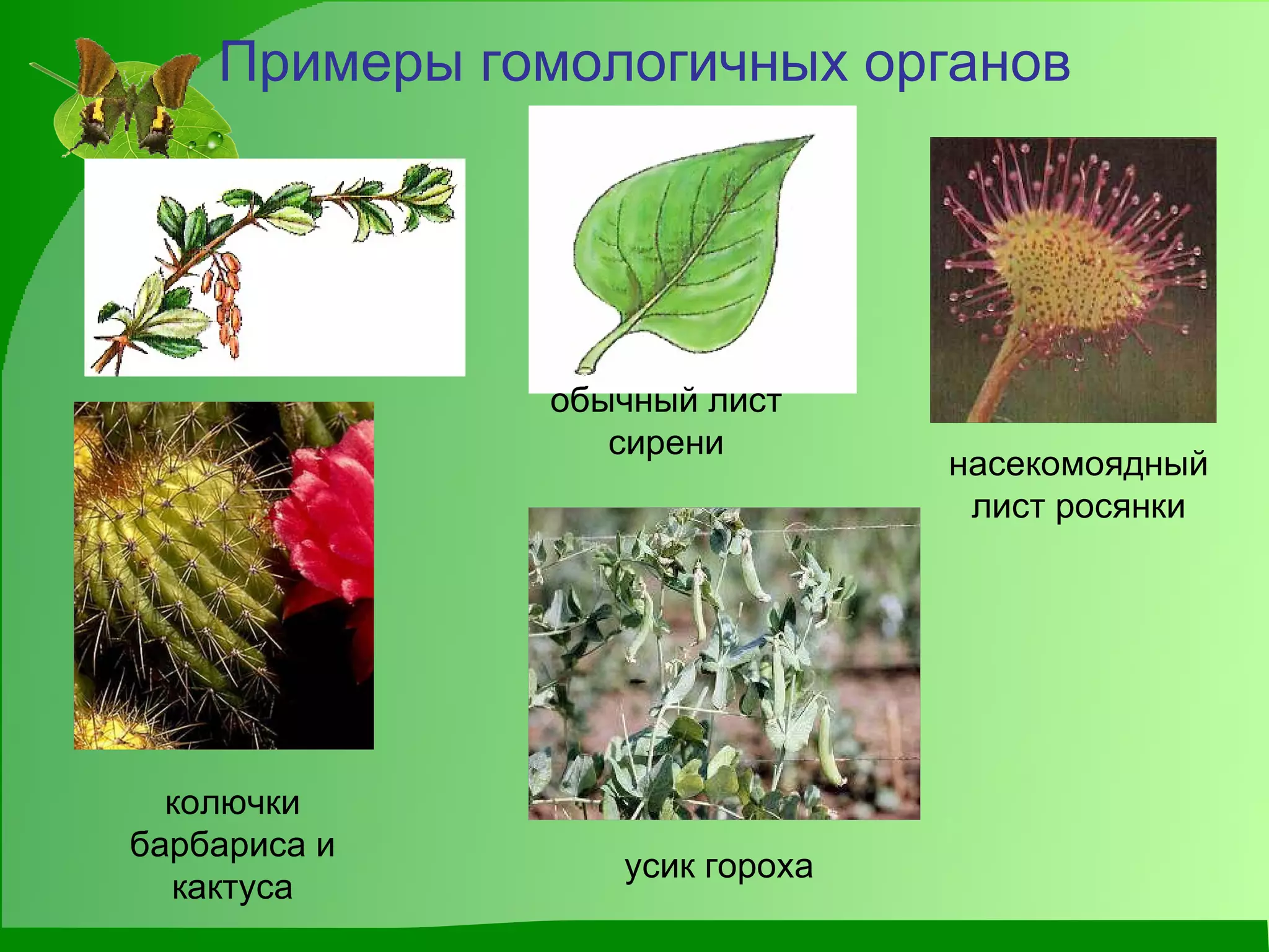 Примеры гомологичных органов насекомоядный лист росянки колючки барбариса и кактуса усик гороха обычный лист сирени 