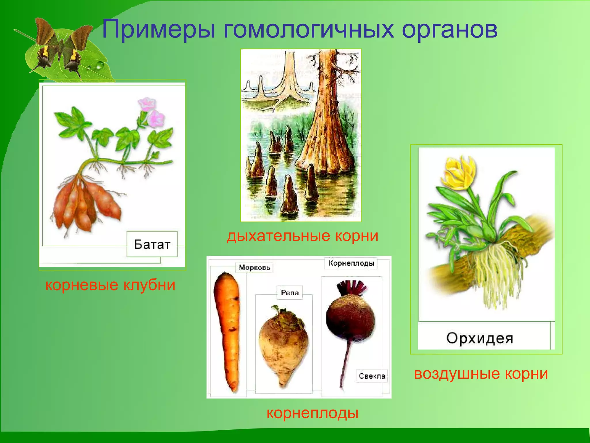 Примеры гомологичных органов корневые клубни дыхательные корни воздушные корни корнеплоды 