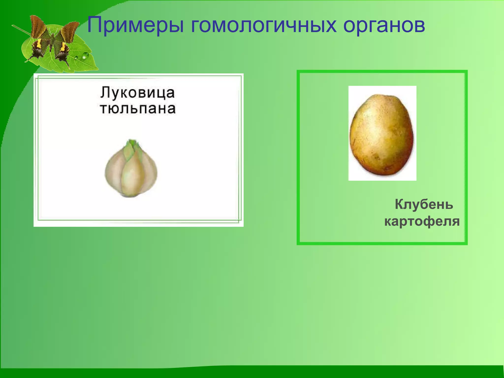 Примеры гомологичных органов Клубень картофеля 