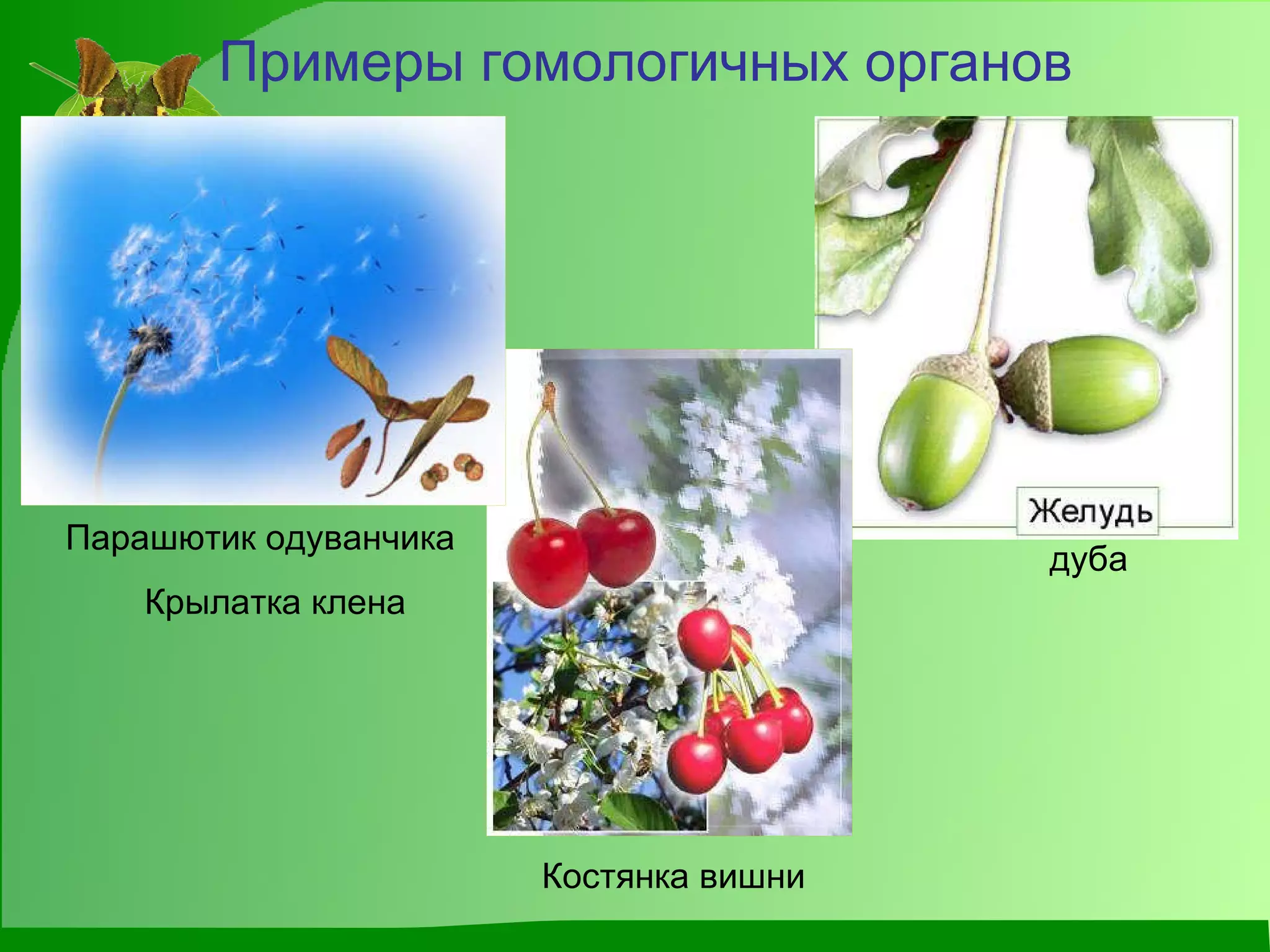 Примеры гомологичных органов Парашютик одуванчика Крылатка клена Костянка вишни дуба 