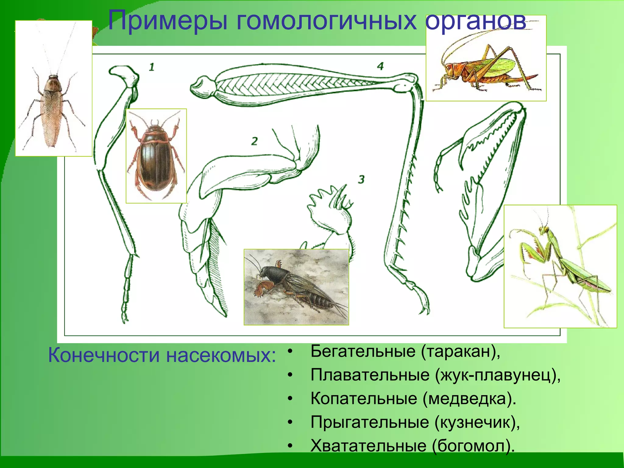 Бегательные (таракан), Плавательные (жук-плавунец), Копательные (медведка). Прыгательные (кузнечик), Хватательные (богомол). Конечности насекомых: Примеры гомологичных органов 