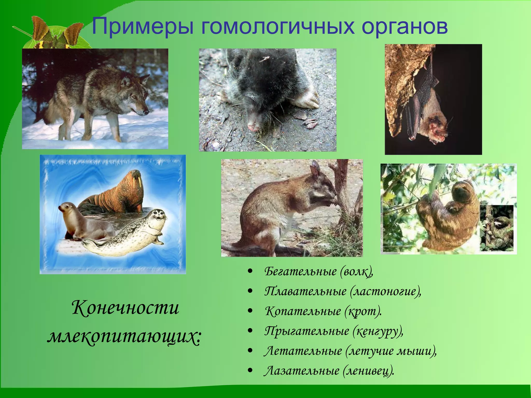 Бегательные (волк), Плавательные (ластоногие), Копательные (крот). Прыгательные (кенгуру), Летательные (летучие мыши), Лазательные (ленивец). Примеры гомологичных органов Конечности млекопитающих: 