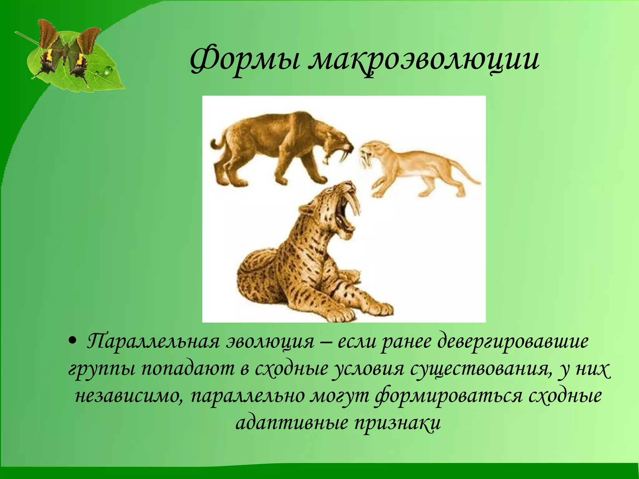 Формы макроэволюции Параллельная эволюция – если ранее девергировавшие группы попадают в сходные условия существования, у них независимо, параллельно могут формироваться сходные адаптивные признаки 