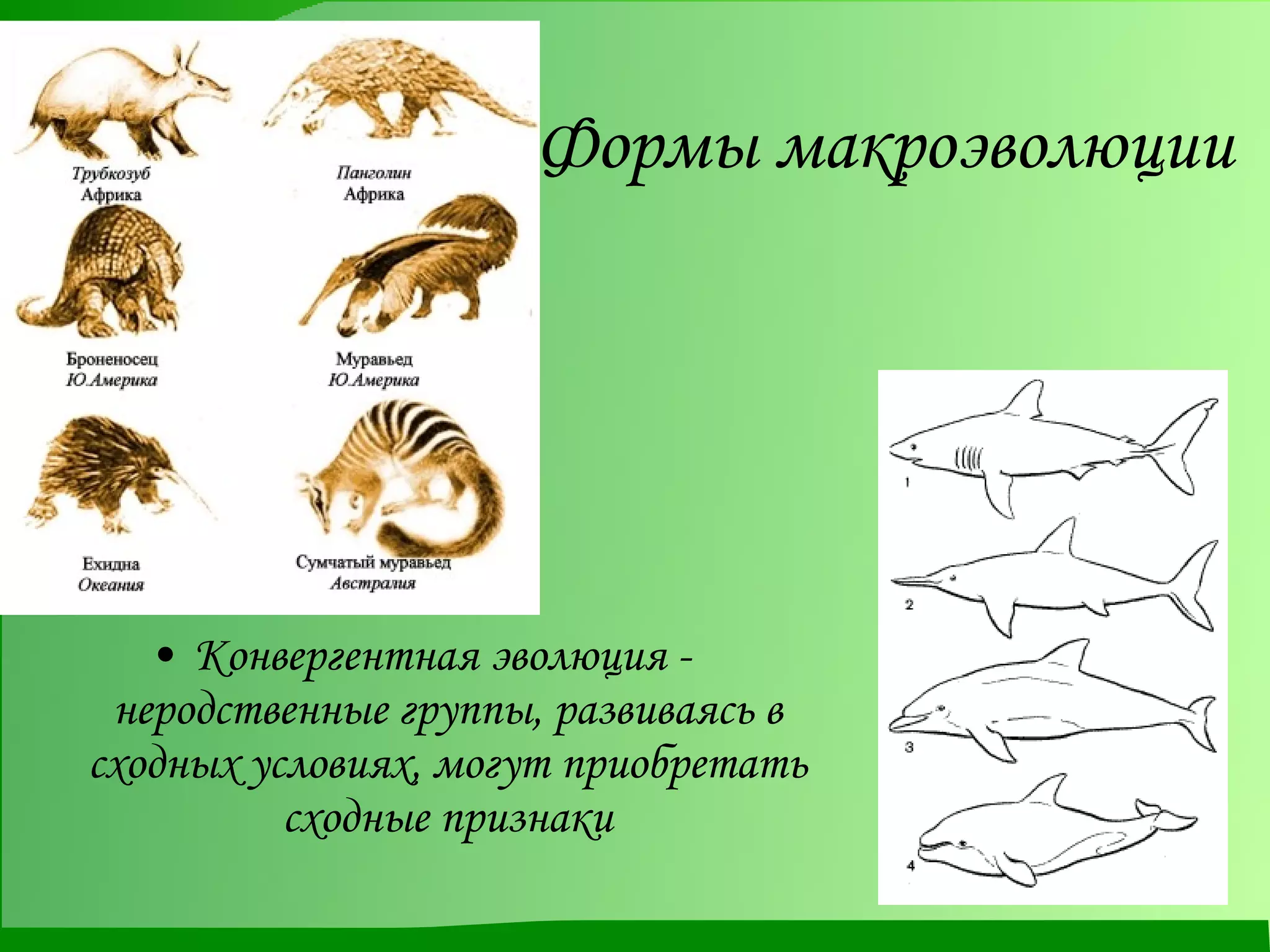 Формы макроэволюции Конвергентная эволюция -  неродственные группы, развиваясь в сходных условиях, могут приобретать сходные признаки 