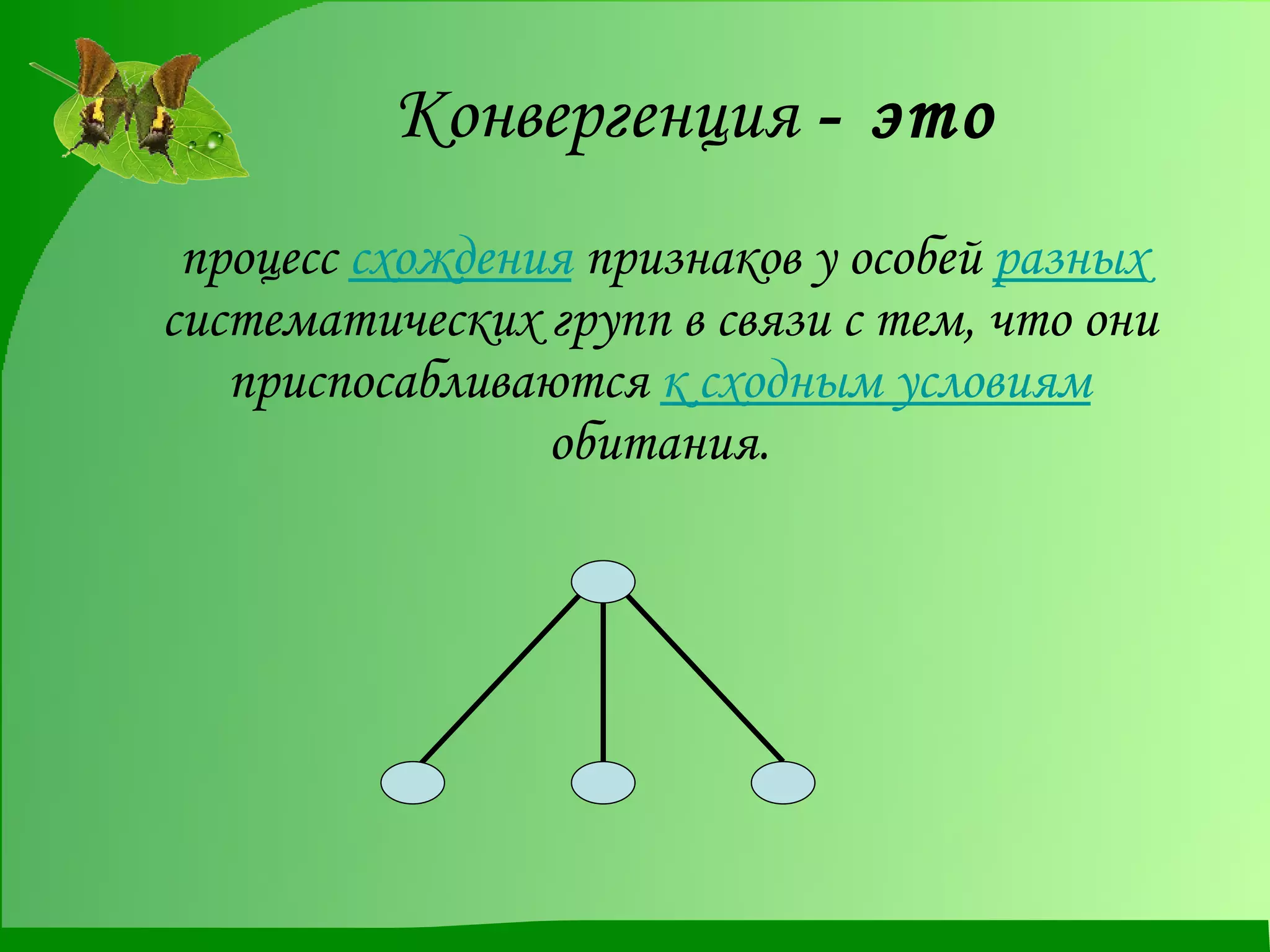 Конвергенция  - это процесс  схождения  признаков у особей  разных  систематических групп в связи с тем, что они приспосабливаются  к сходным условиям  обитания. 