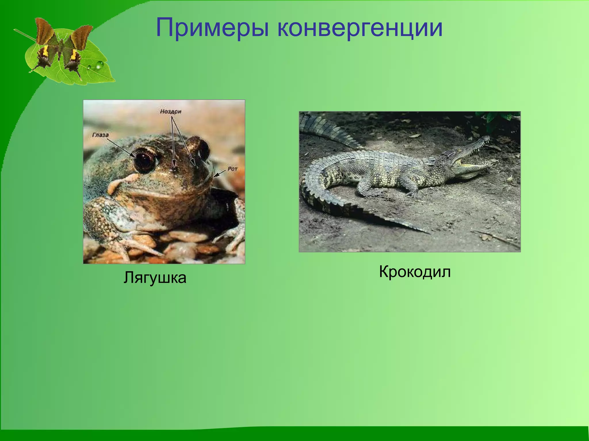 Примеры конвергенции Крокодил  Лягушка  