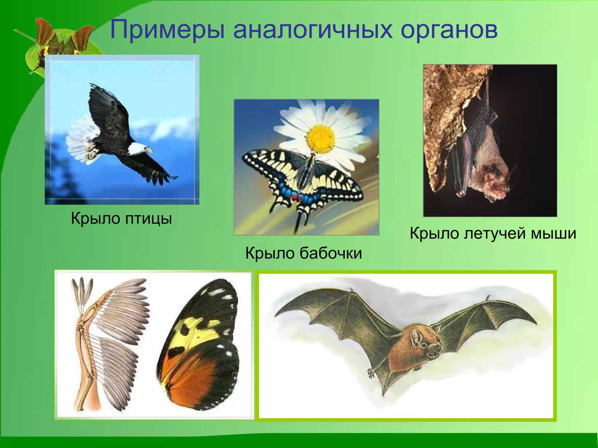 Примеры аналогичных органов Крыло летучей мыши Крыло бабочки Крыло птицы 