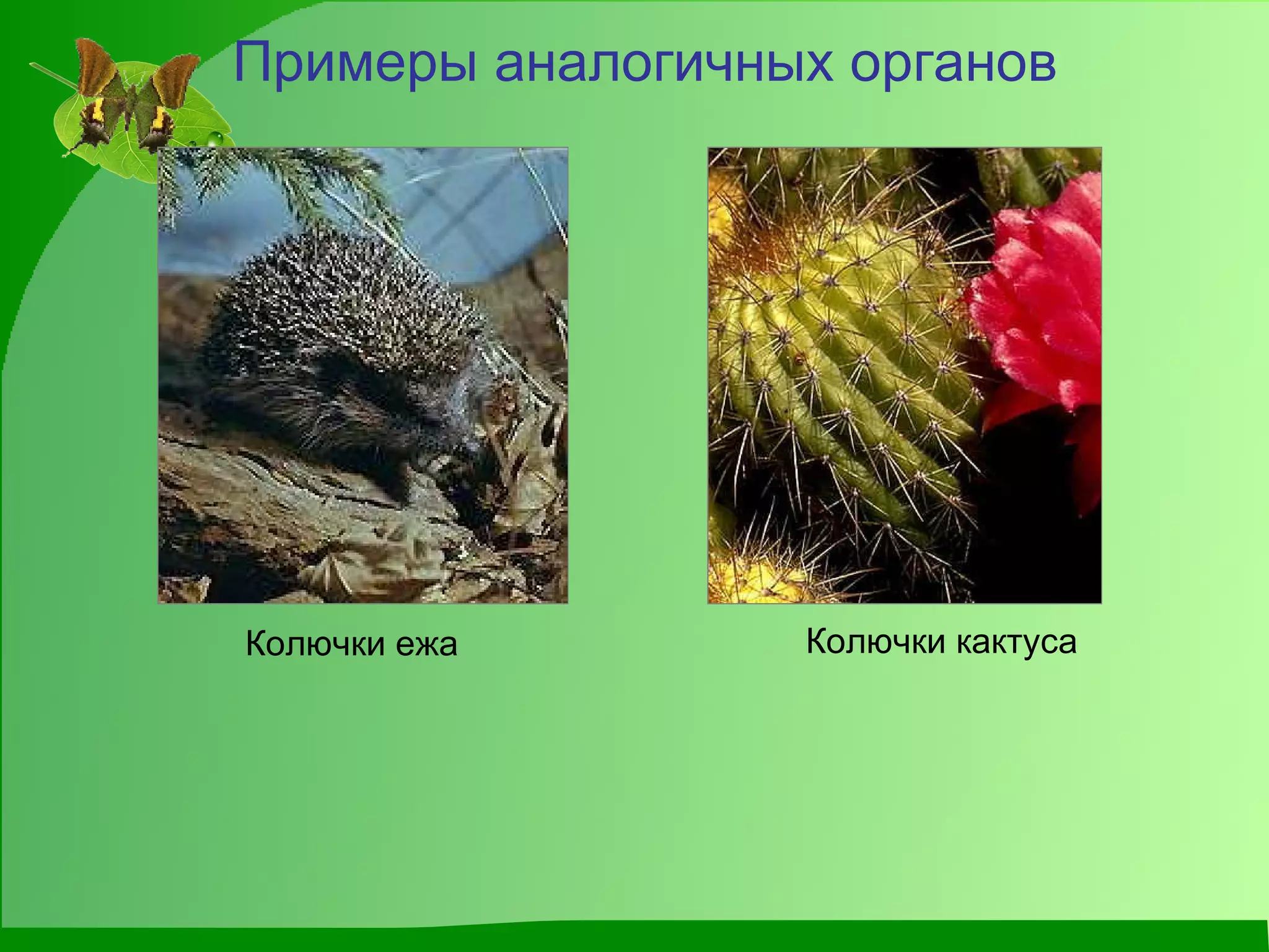 Примеры аналогичных органов Колючки кактуса Колючки ежа 