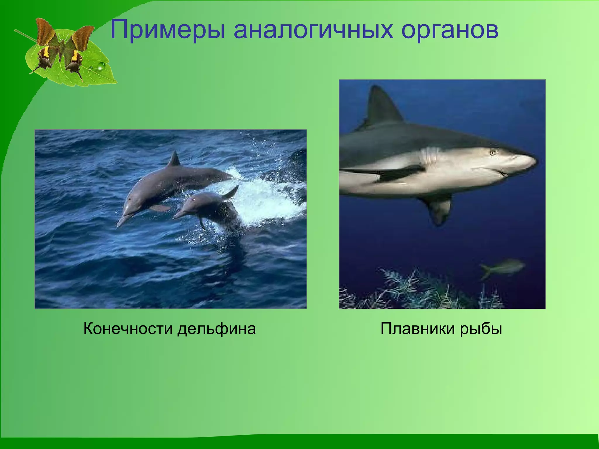 Примеры аналогичных органов Плавники рыбы Конечности дельфина 