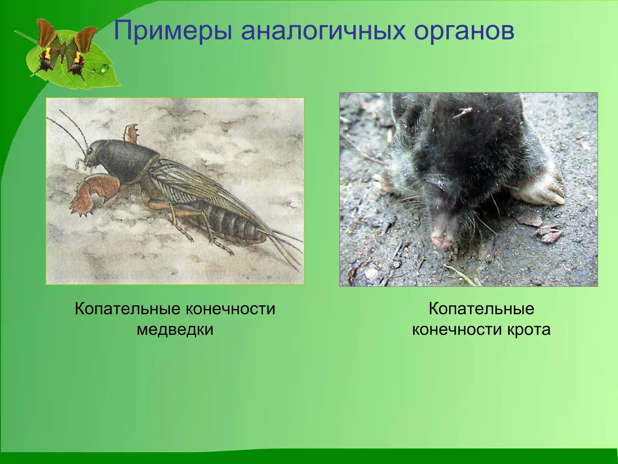 Примеры аналогичных органов Копательные конечности крота Копательные конечности медведки 