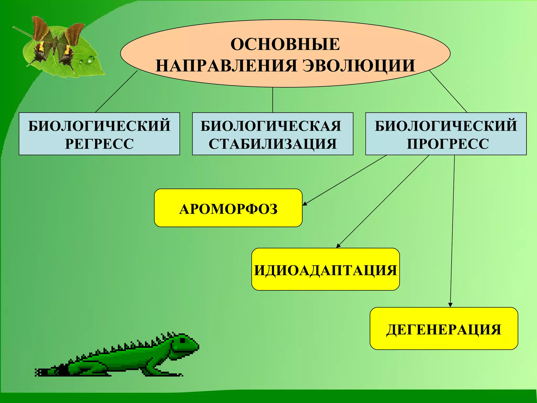 ОСНОВНЫЕ НАПРАВЛЕНИЯ ЭВОЛЮЦИИ БИОЛОГИЧЕСКИЙ РЕГРЕСС БИОЛОГИЧЕСКАЯ  СТАБИЛИЗАЦИЯ БИОЛОГИЧЕСКИЙ ПРОГРЕСС АРОМОРФОЗ ИДИОАДАПТАЦИЯ ДЕГЕНЕРАЦИЯ 