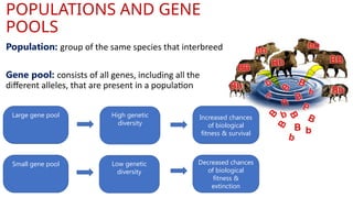 Gene Pool Inbreeding Comprehensive Exploration of Evolutionary Genetics and Mechanisms | PPTX