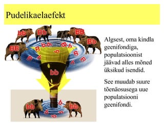 Pudelikaelaefekt Algsest, oma kindla geenifondiga, populatsioonist jäävad alles mõned üksikud isendid. See muudab suure tõenäosusega uue populatsiooni geenifondi. 