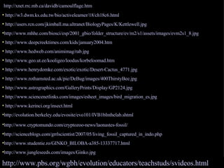 http:// xnet . rrc . mb .ca/ davidb / camoulflage . htm   http://w3. dwm . ks .edu. tw / bio / activelearner /18/ch18c6. html   http://users.rcn.com/jkimball.ma.ultranet/BiologyPages/K/Kettlewell.jpg   http://www.mhhe.com/biosci/esp/2001_gbio/folder_structure/ev/m2/s1/assets/images/evm2s1_8.jpg   http://www.deepcreektimes.com/kids/january2004. htm http://www.hedweb.com/animimag/rab.jpg   http://www.geo.ut.ee/kooligeo/loodus/korbeloomad.htm   http://www.henrydomke.com/exotic/exotic/Desert-Cactus_4771.jpg   http://www.rothamsted.ac.uk/pie/DeBug/images/400ThirstyBee.jpg   http://www.astrographics.com/GalleryPrints/Display/GP2124.jpg   http://www.sciencenetlinks.com/images/esheet_images/bird_migration_es.jpg   http://www.kerinci.org/insect.html   http://evolution.berkeley.edu/evosite/evo101/IVB1bInthelab.shtml   http://www.cryptomundo.com/cryptozoo-news/laonastes-fossil/   http://scienceblogs.com/grrlscientist/2007/05/living_fossil_captured_in_indo.php   http://www.studentie.ro/GINKO_BILOBA-a385-13337717.html   http://www.jungleseeds.com/images/Ginko. jpg http://www.ut.ee/BGGM/eluareng/hqlmikp.html   http://www.pbs.org/wgbh/evolution/educators/teachstuds/svideos.html   